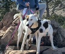 Mitchell, a Adoptable mixed breed in Colorado Springs, CO image 4/5