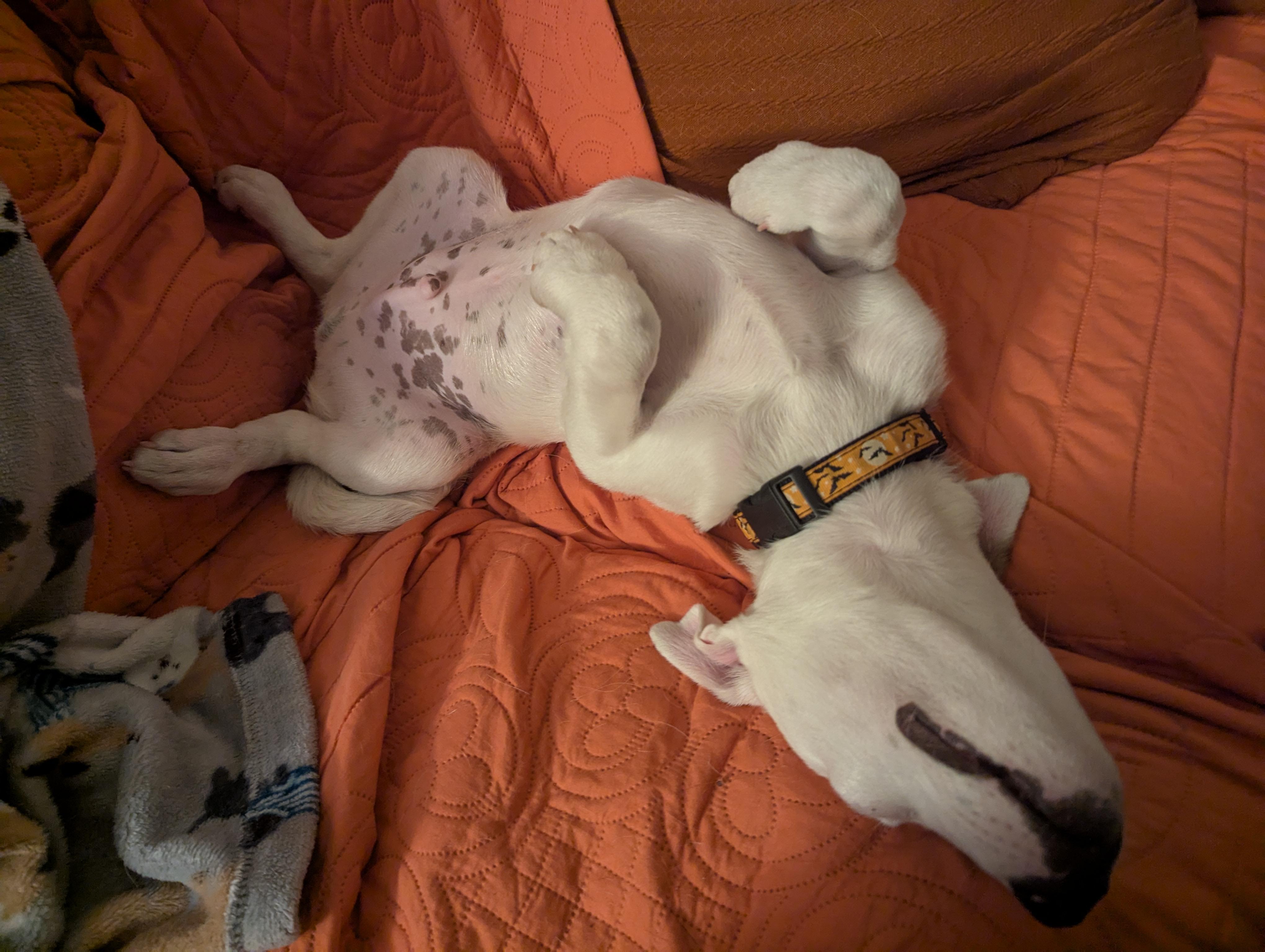 Mitchell, Adoptable, Young Male Terrier.