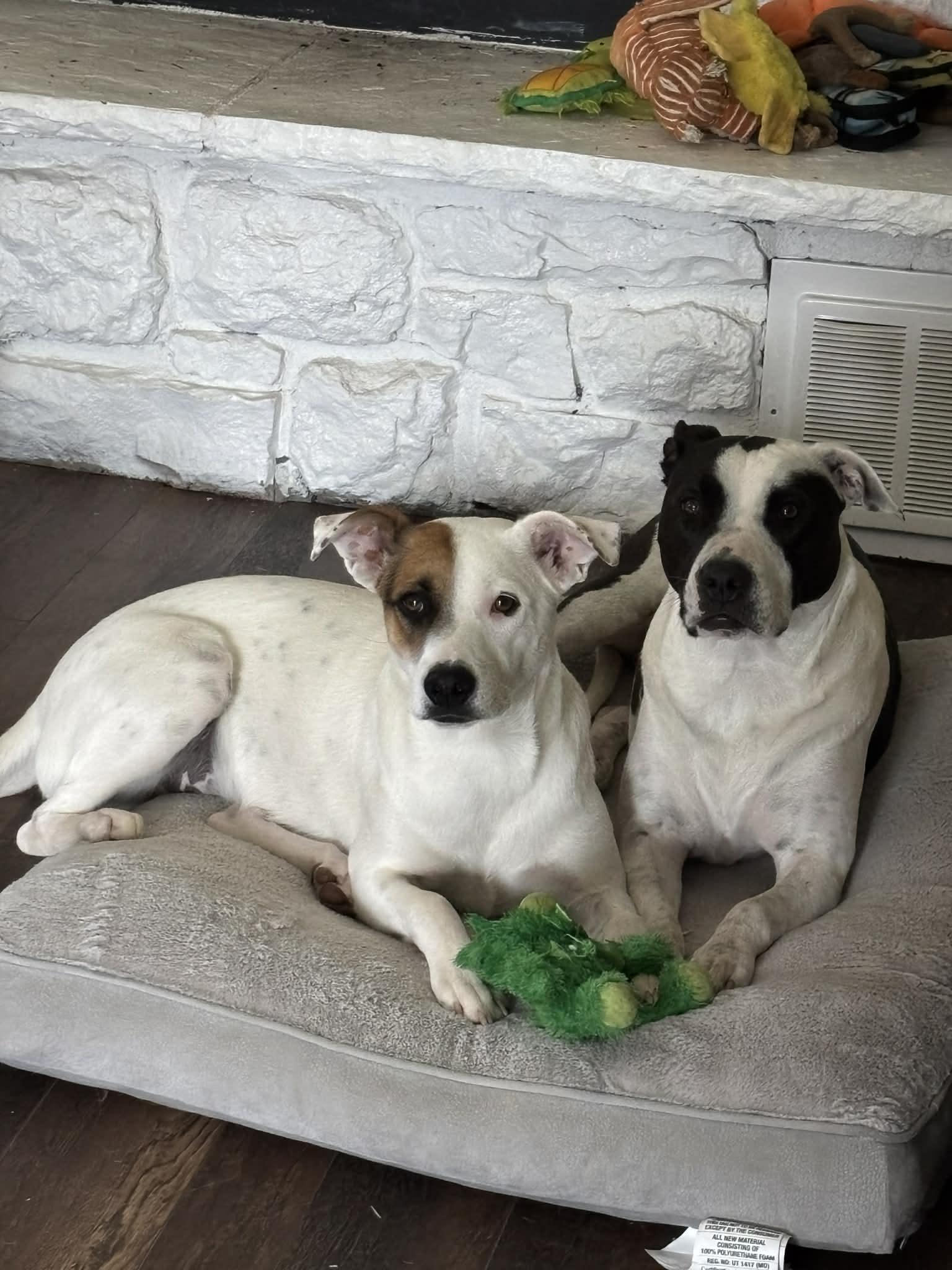 Enlarge Mitchell, a Adoptable mixed breed in Colorado Springs, CO image 4/5