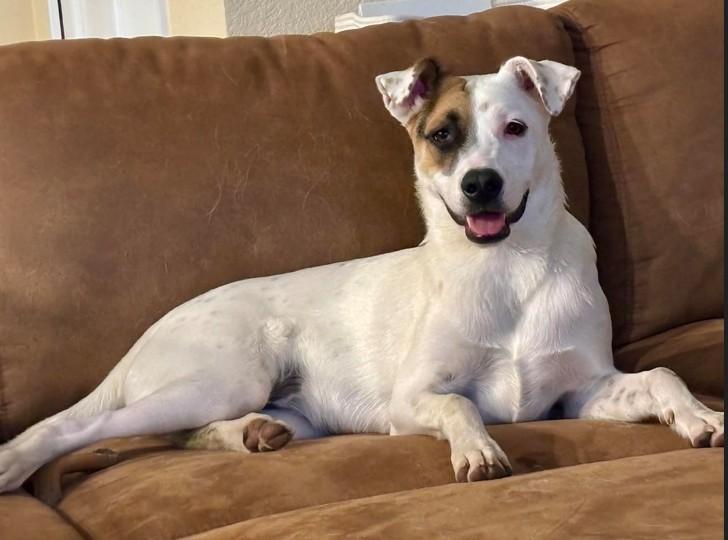 Mitchell, Adoptable, Young Male Terrier.