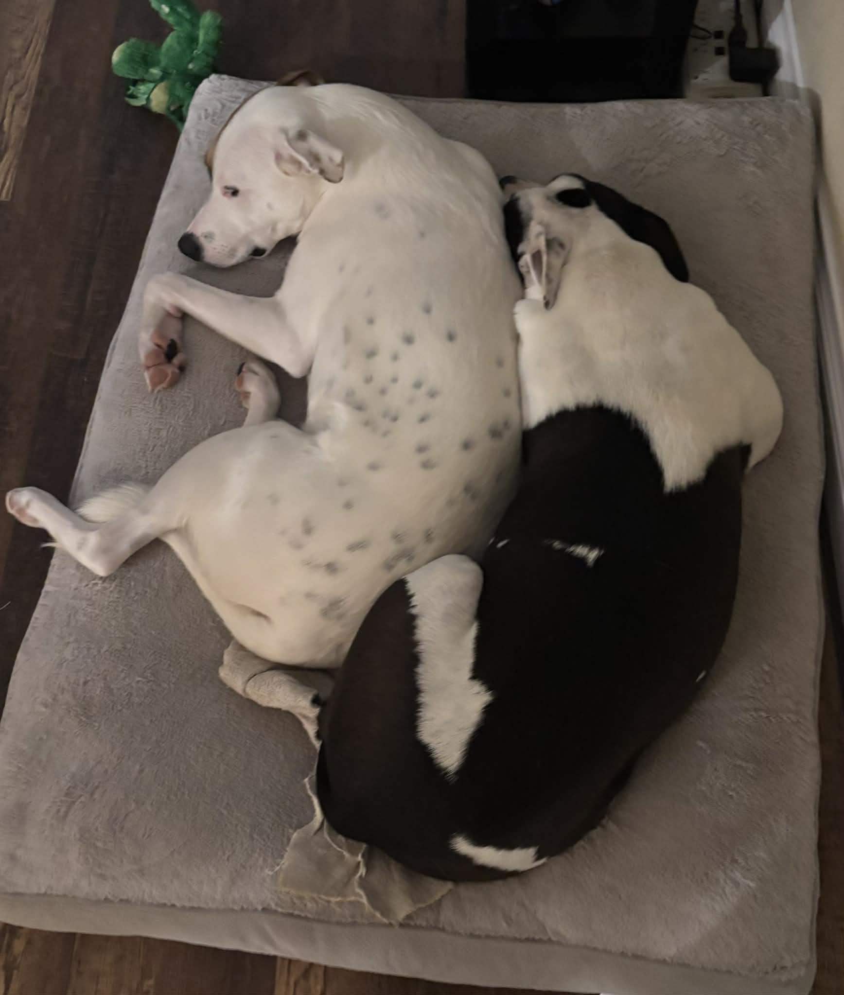 Enlarge Mitchell, a Adoptable mixed breed in Colorado Springs, CO image 3/5