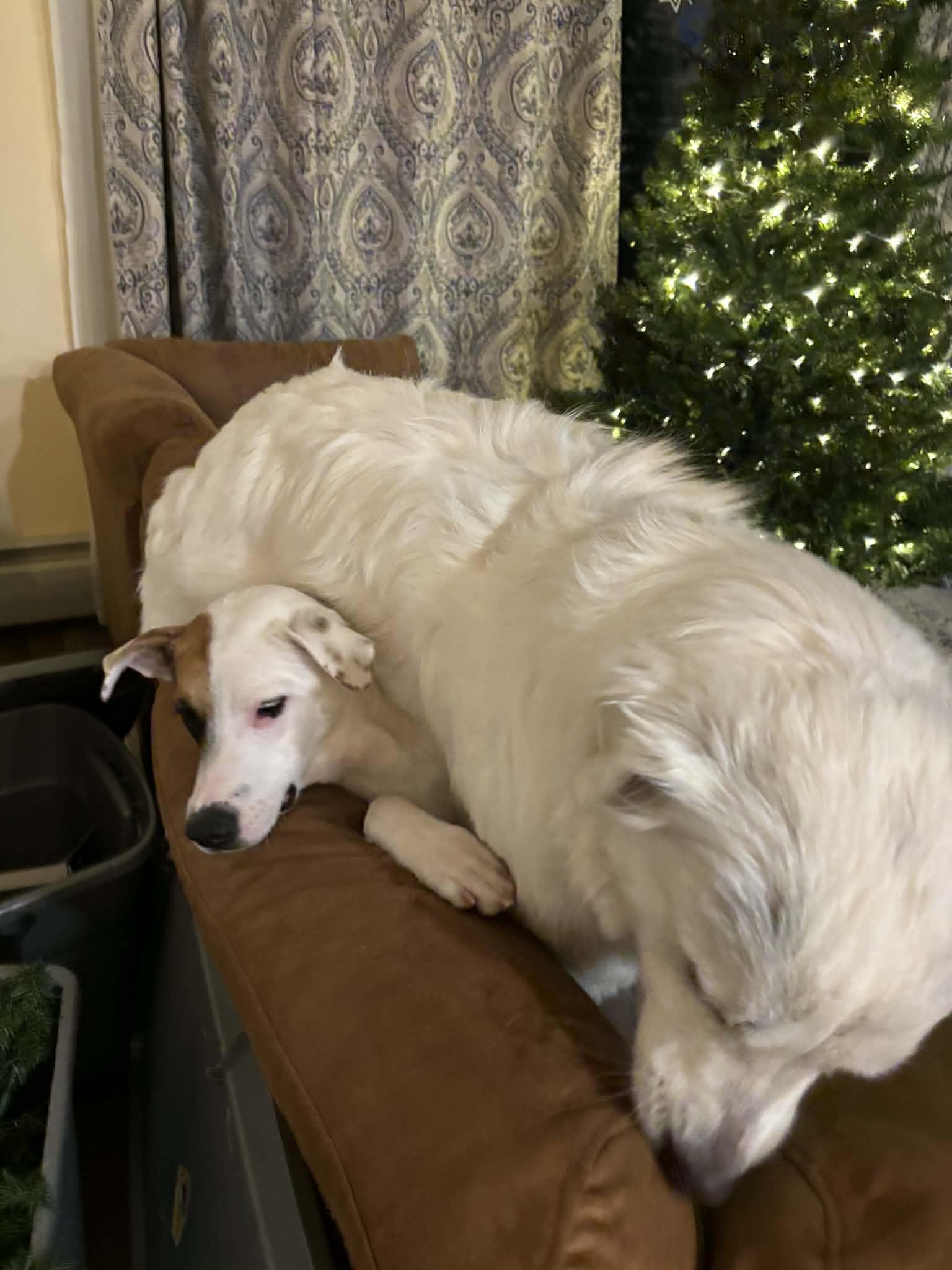 Enlarge Mitchell, a Adoptable mixed breed in Colorado Springs, CO image 5/5