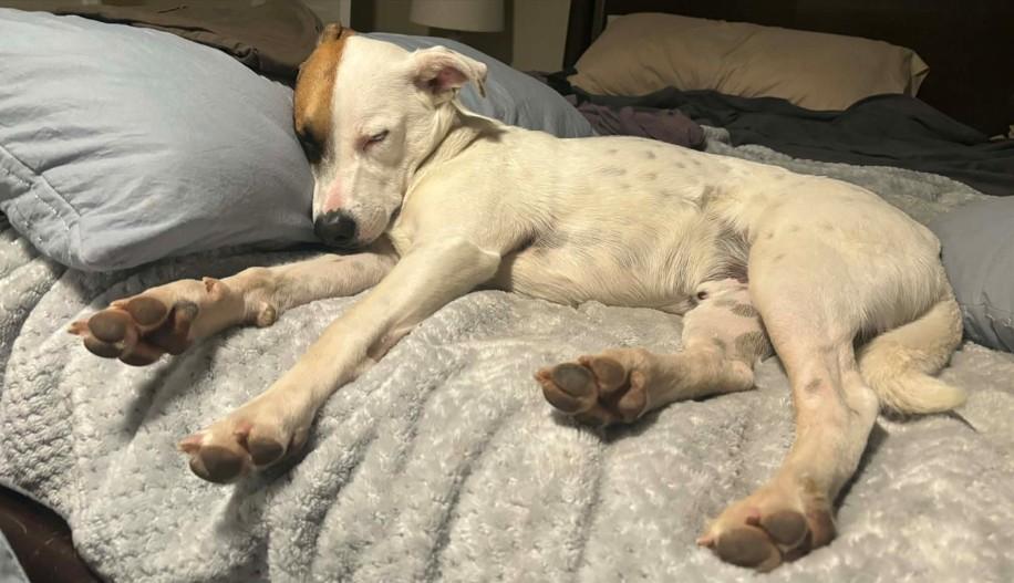 Mitchell, a Adoptable mixed breed in Colorado Springs, CO image 5/5