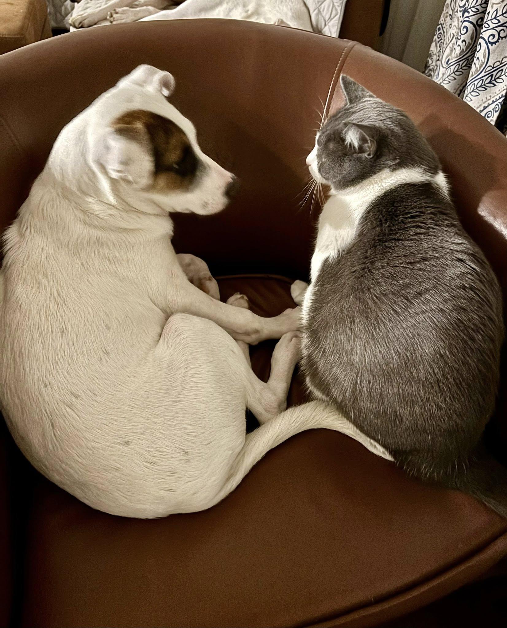 Mitchell, a Adoptable mixed breed in Colorado Springs, CO image 2/5