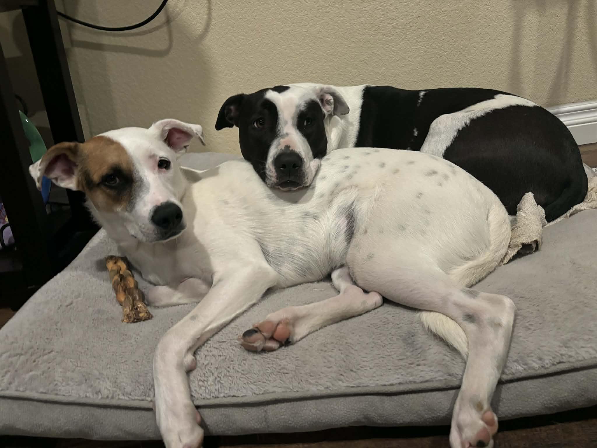 Enlarge Mitchell, a Adoptable mixed breed in Colorado Springs, CO image 1/5