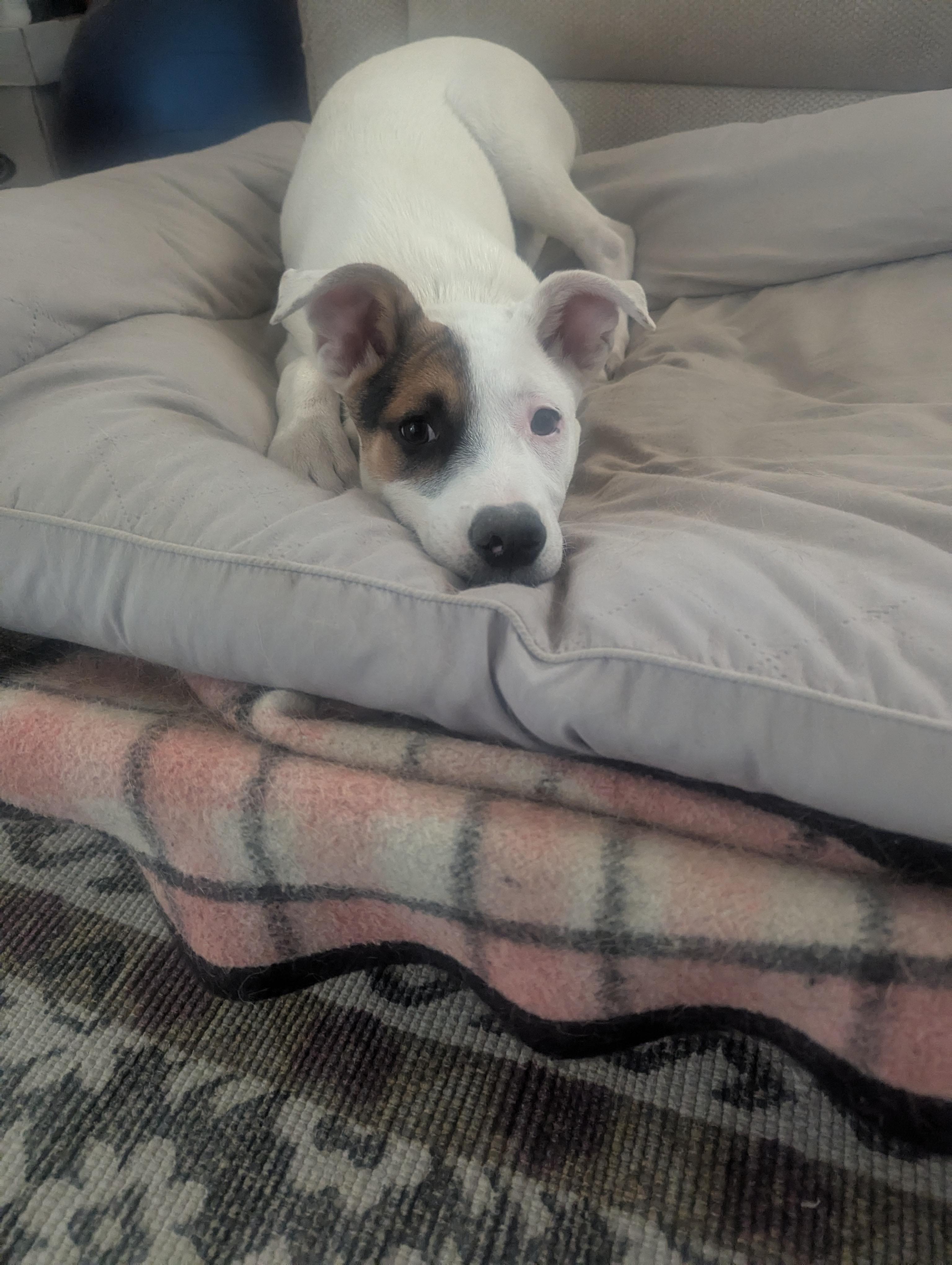 Mitchell, a Adoptable mixed breed in Colorado Springs, CO image 3/5