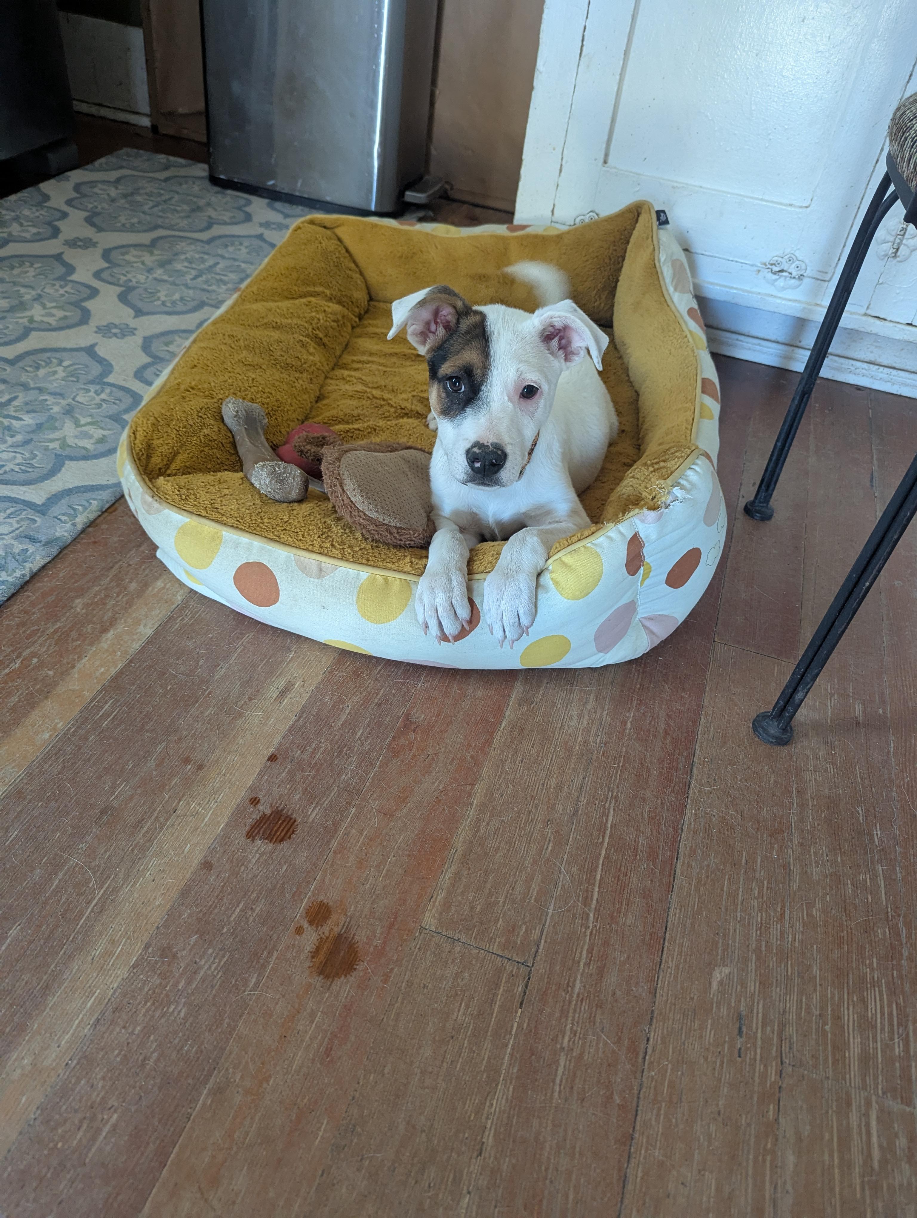 Mitchell, a Adoptable mixed breed in Colorado Springs, CO image 4/5