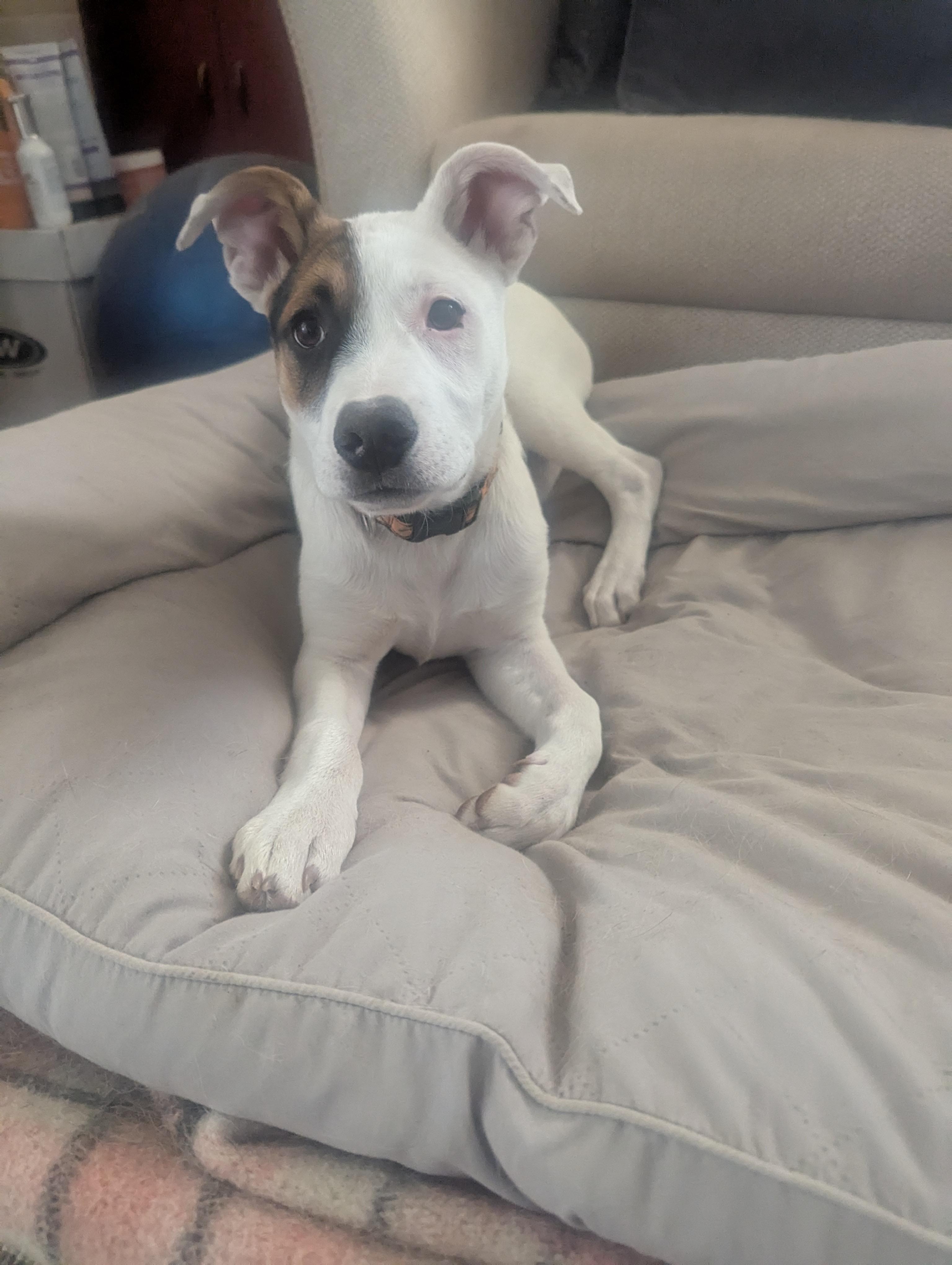 Mitchell, a Adoptable mixed breed in Colorado Springs, CO image 1/5