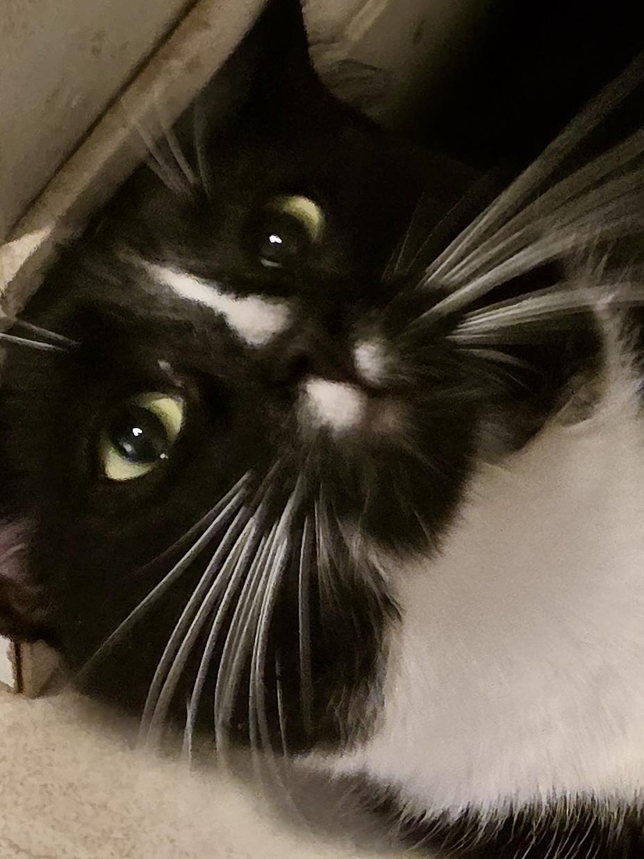 Edgar Allan Paw photo 4