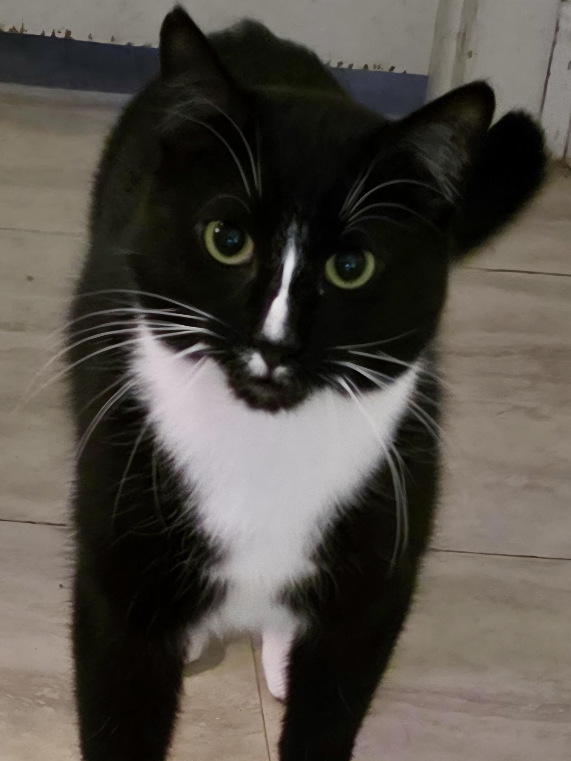 Edgar Allan Paw photo 3