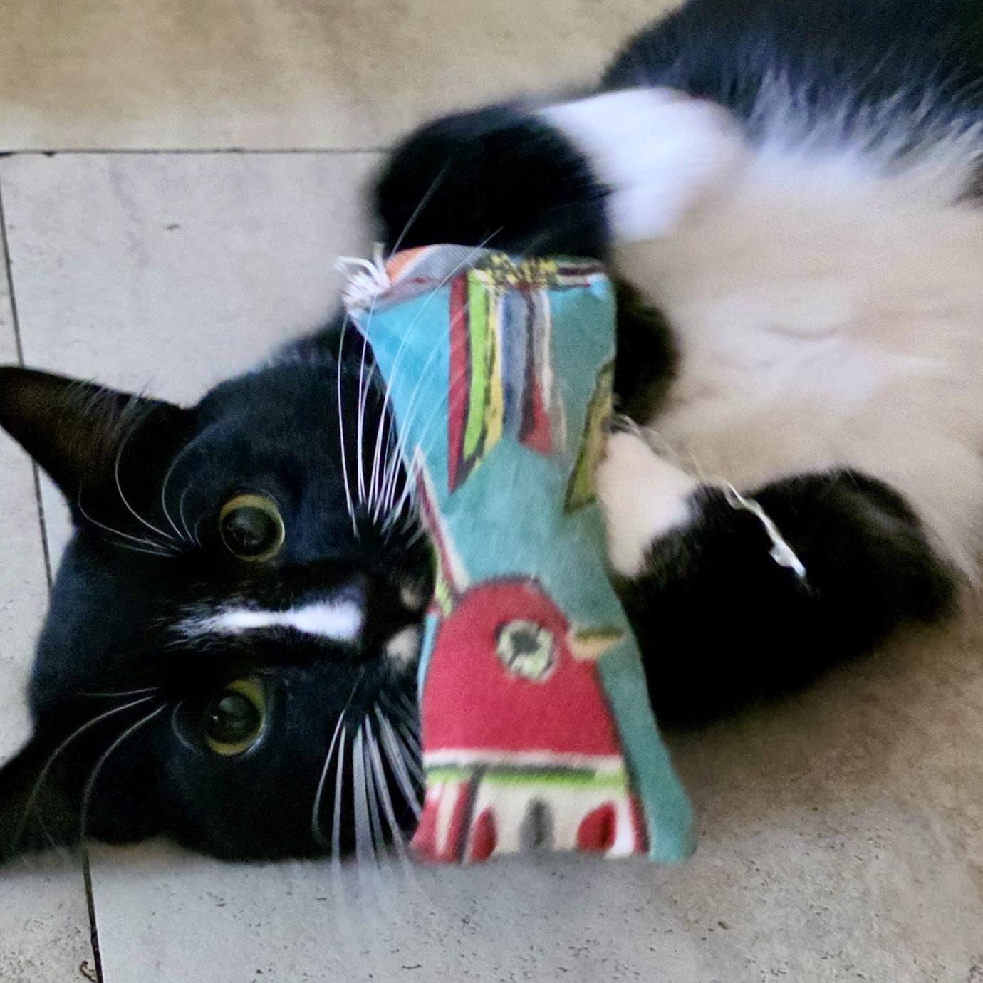 Edgar Allan Paw