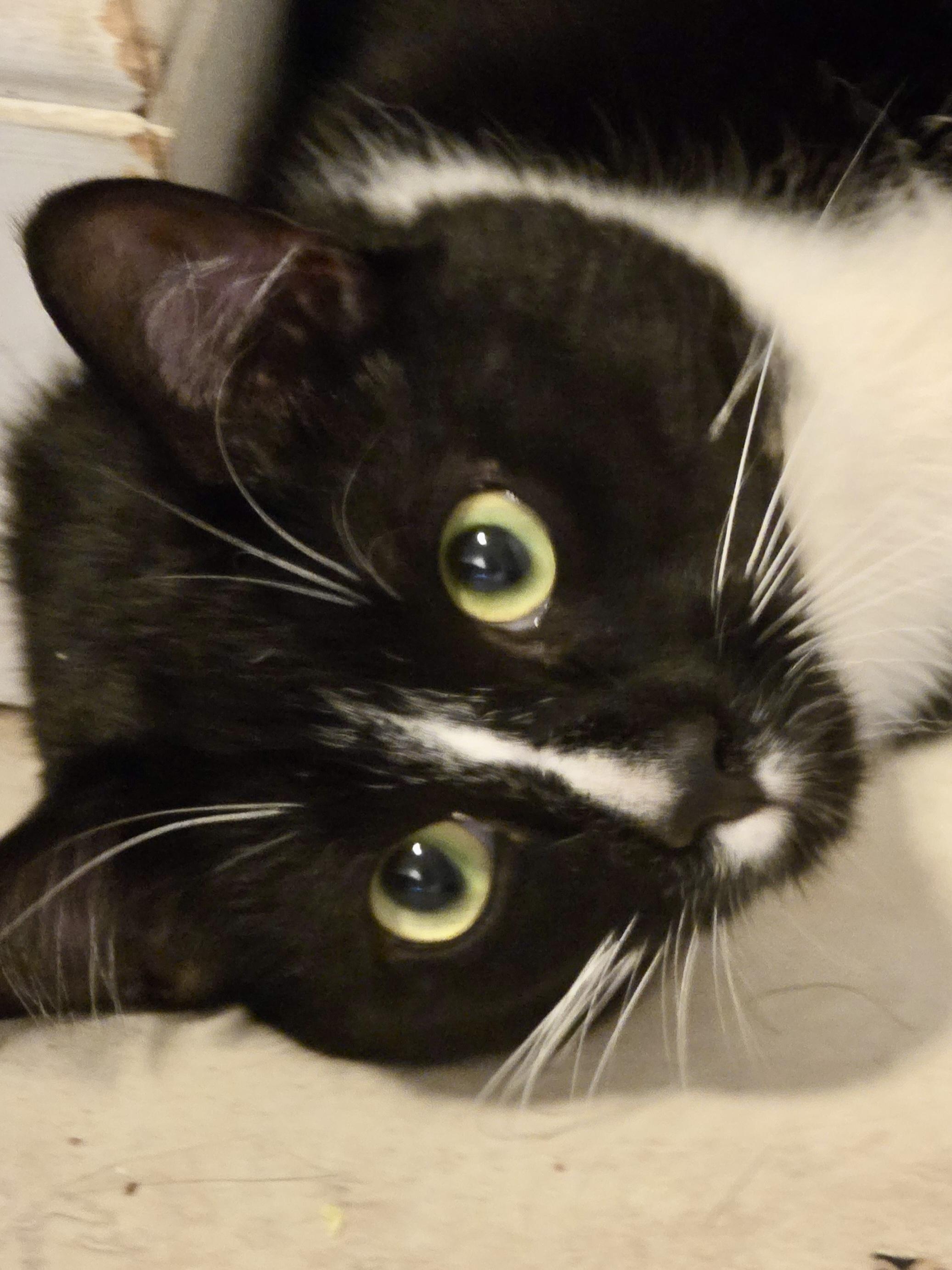 Edgar Allan Paw photo 2
