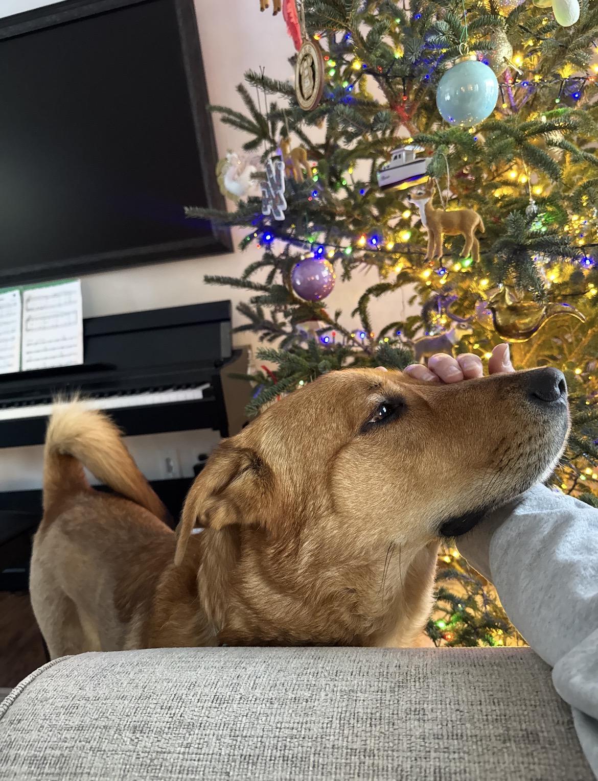 Enlarge Charlie, a Adoptable mixed breed in Argyle, NY image 1/6