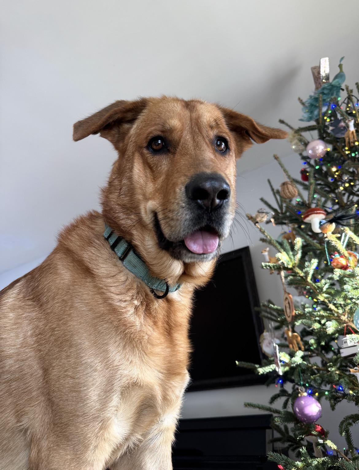 Enlarge Charlie, a Adoptable mixed breed in Argyle, NY image 2/6