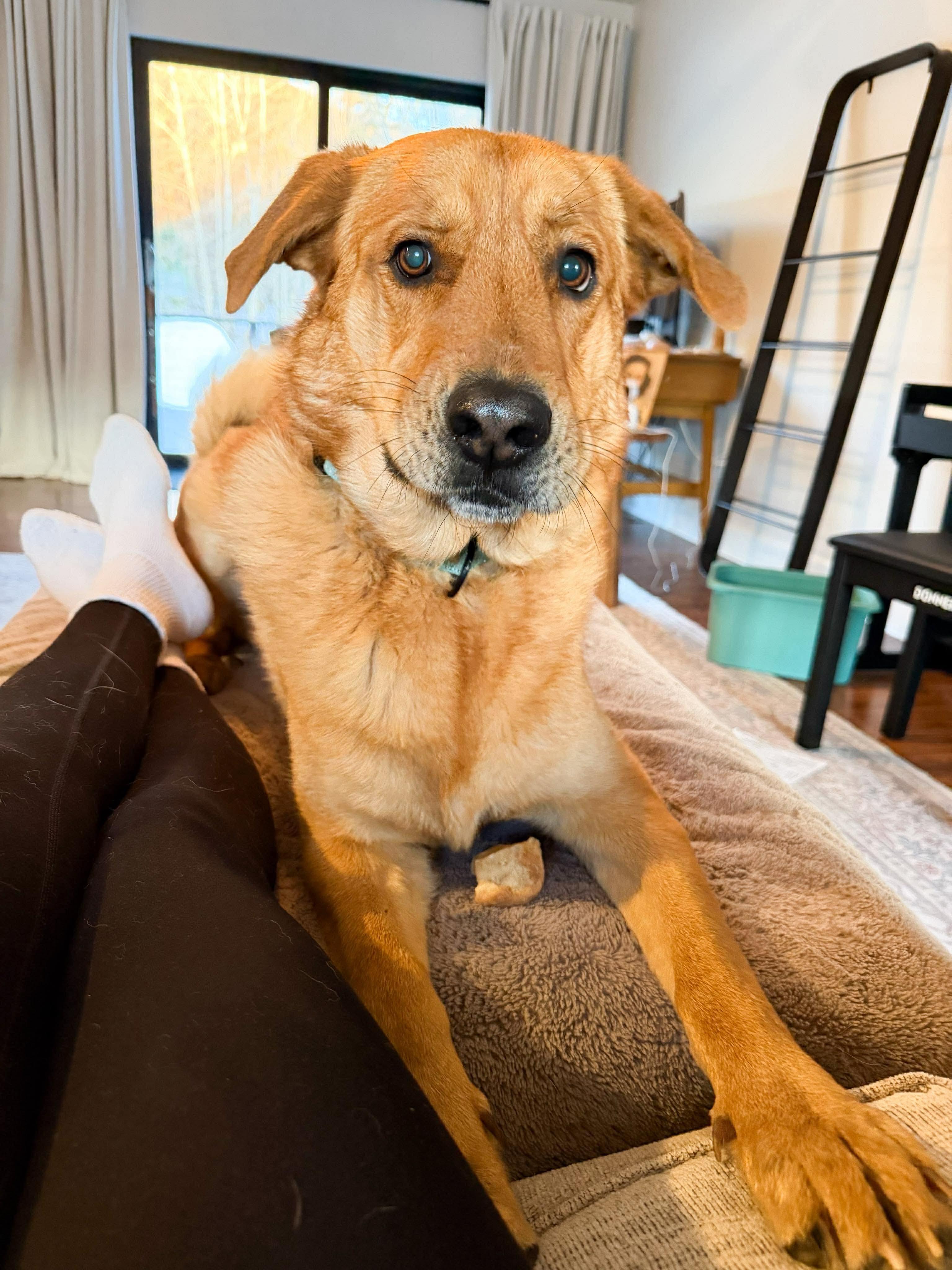 Enlarge Charlie, an adopted mixed breed in Argyle, NY image 6/6