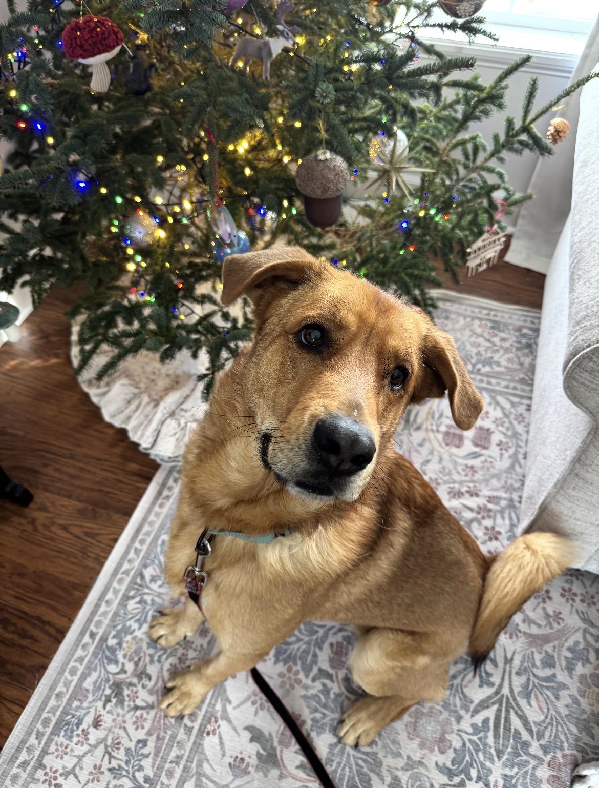 Enlarge Charlie, a Adoptable mixed breed in Argyle, NY image 3/6