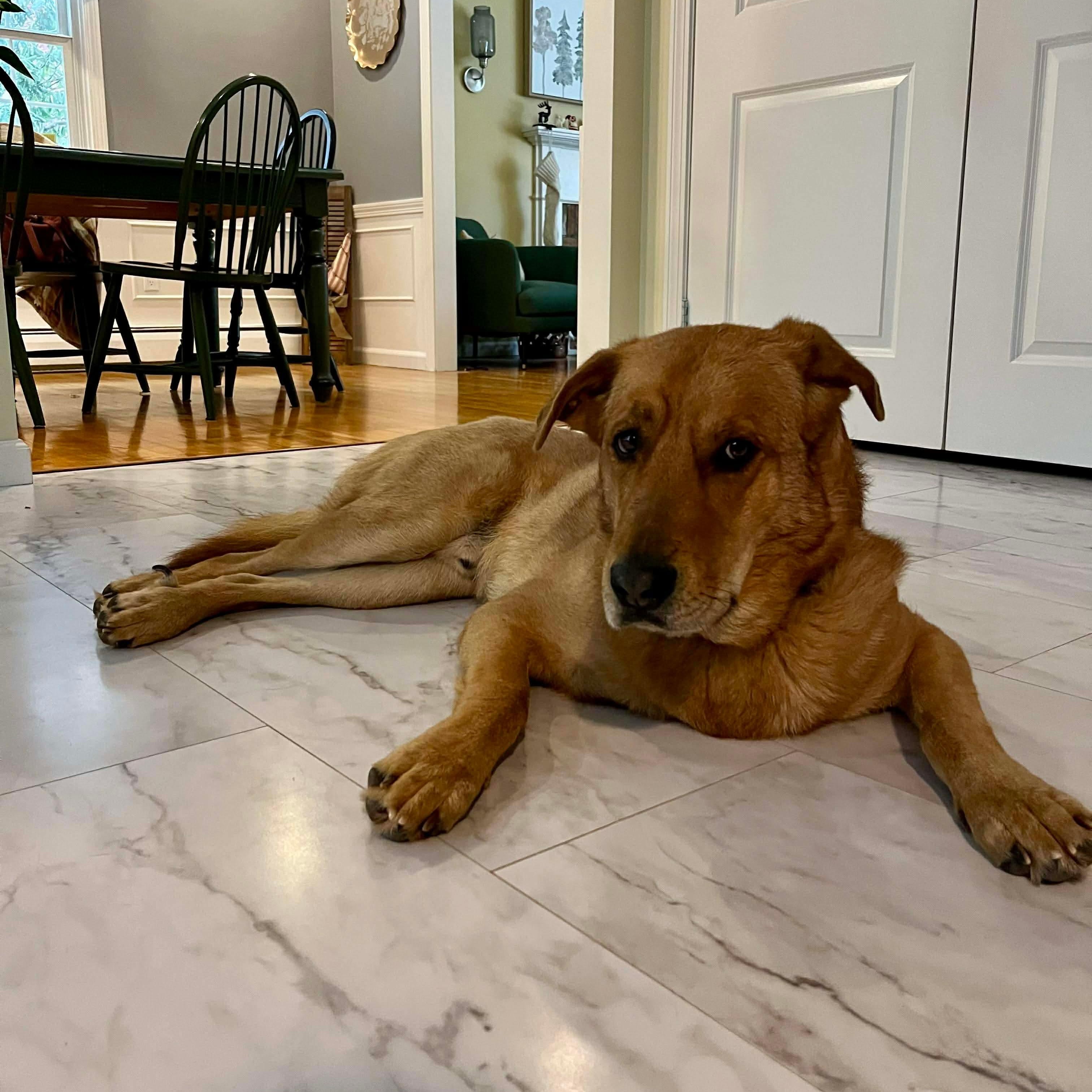 Charlie, Adoptable, Young Male Retriever.