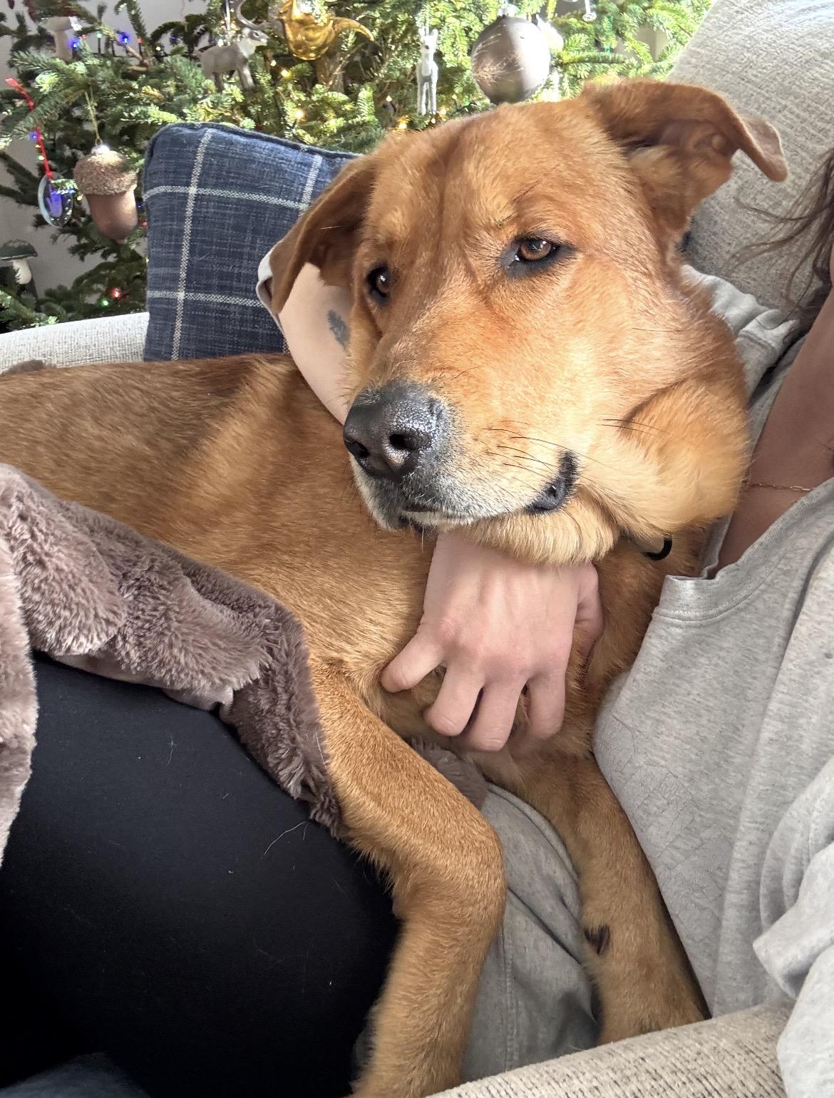 Enlarge Charlie, a Adoptable mixed breed in Argyle, NY image 4/6