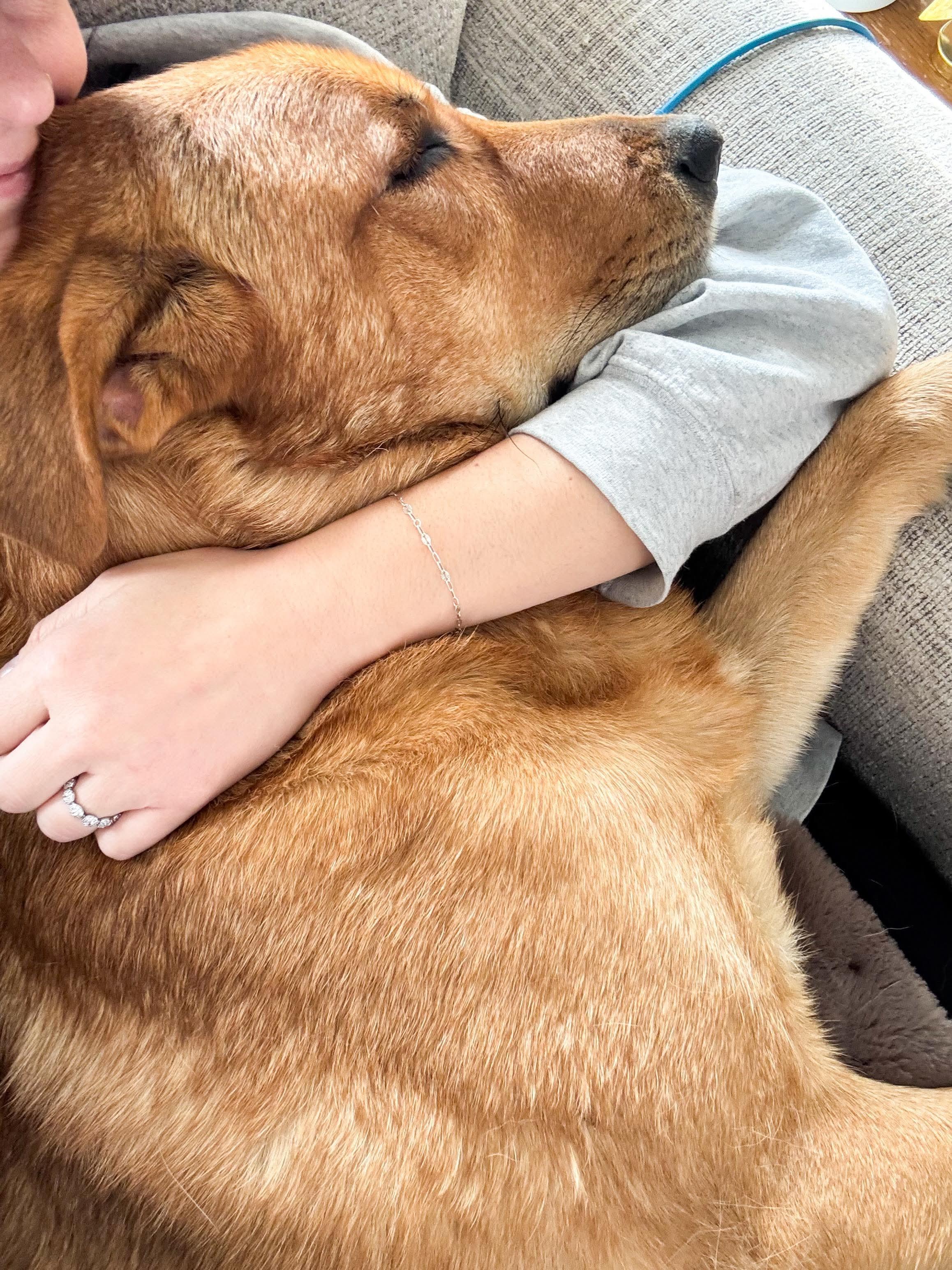 Enlarge Charlie, an adopted mixed breed in Argyle, NY image 3/6