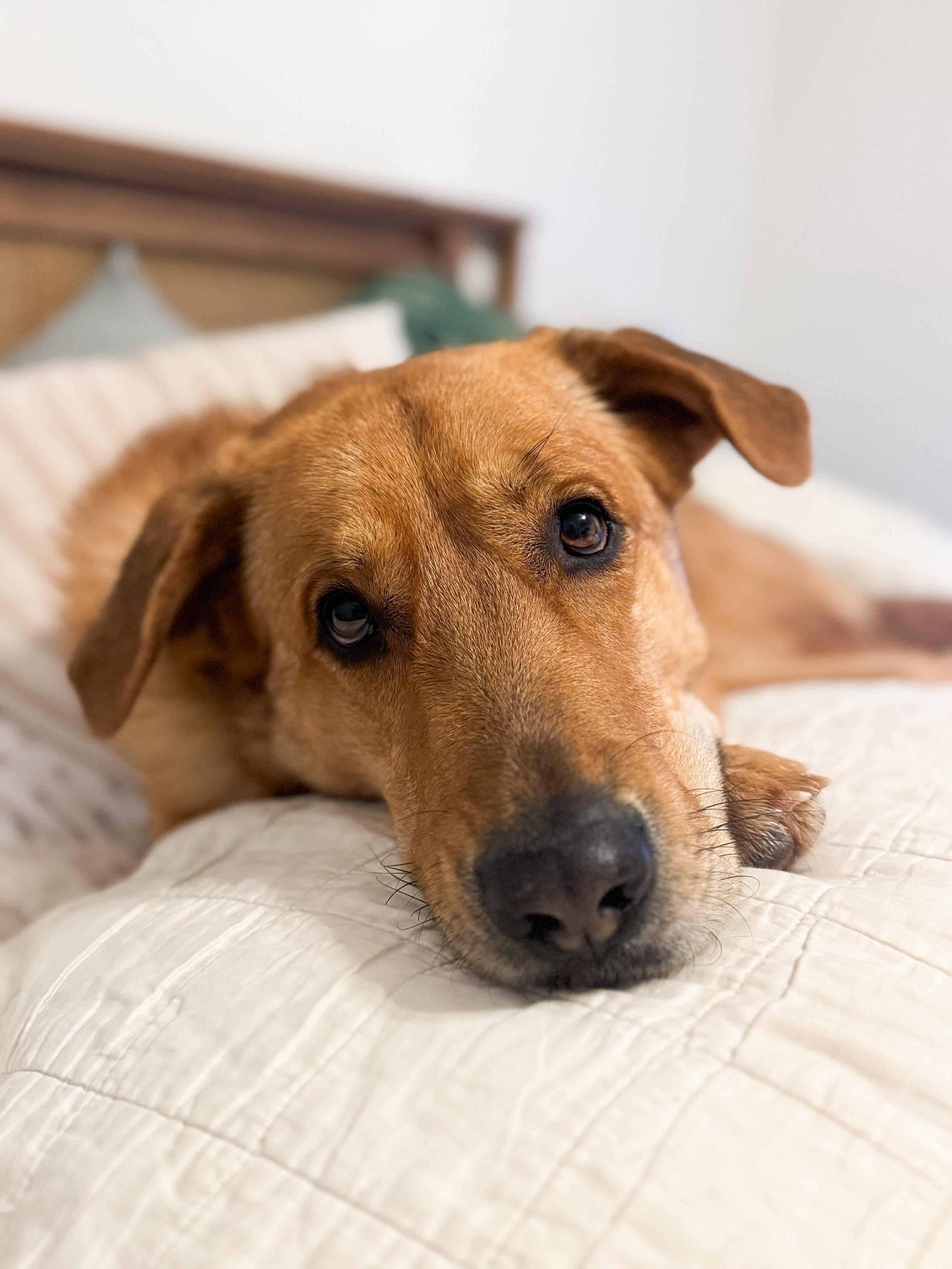 Charlie, Adoptable, Young Male Retriever.