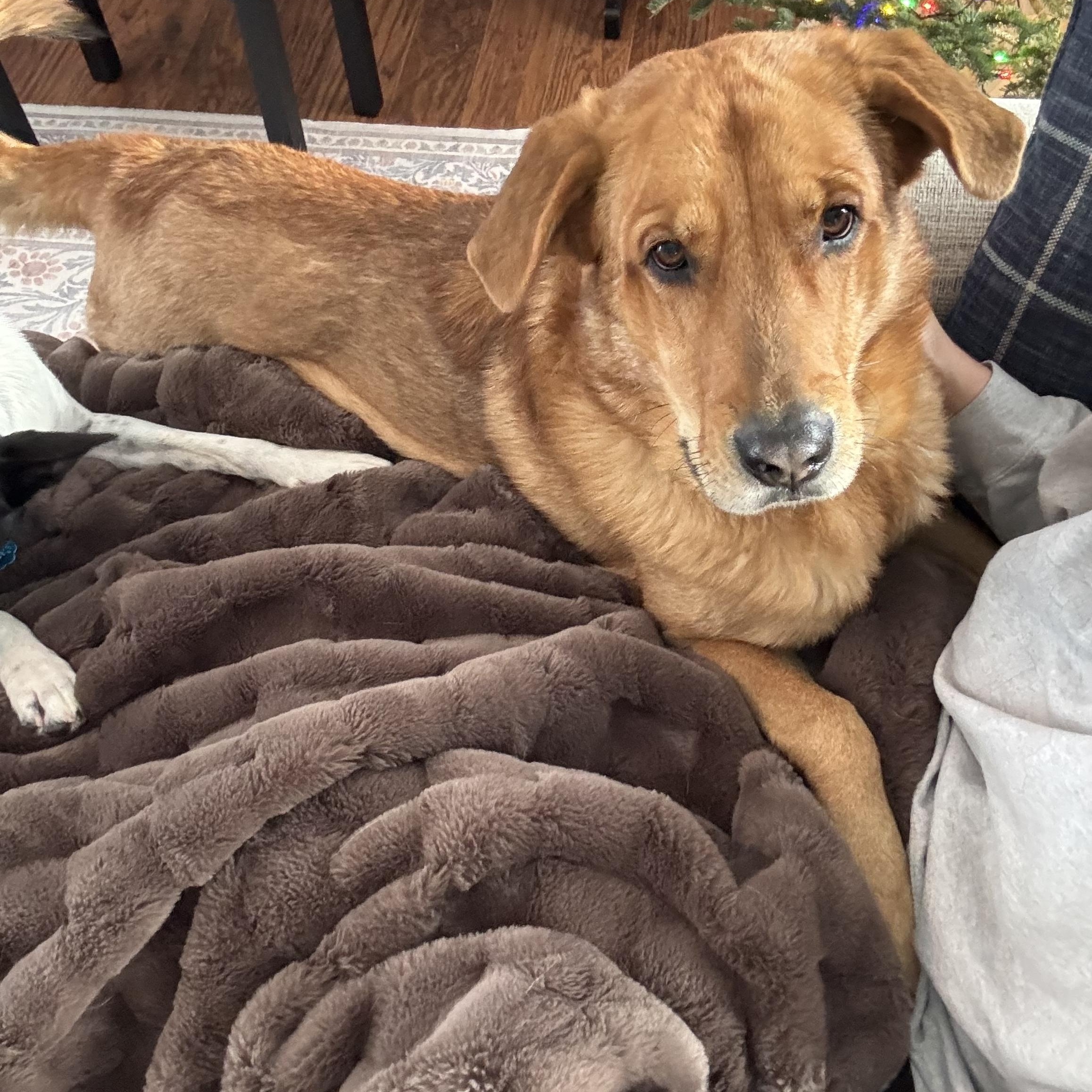 Enlarge Charlie, a Adoptable mixed breed in Argyle, NY image 5/6