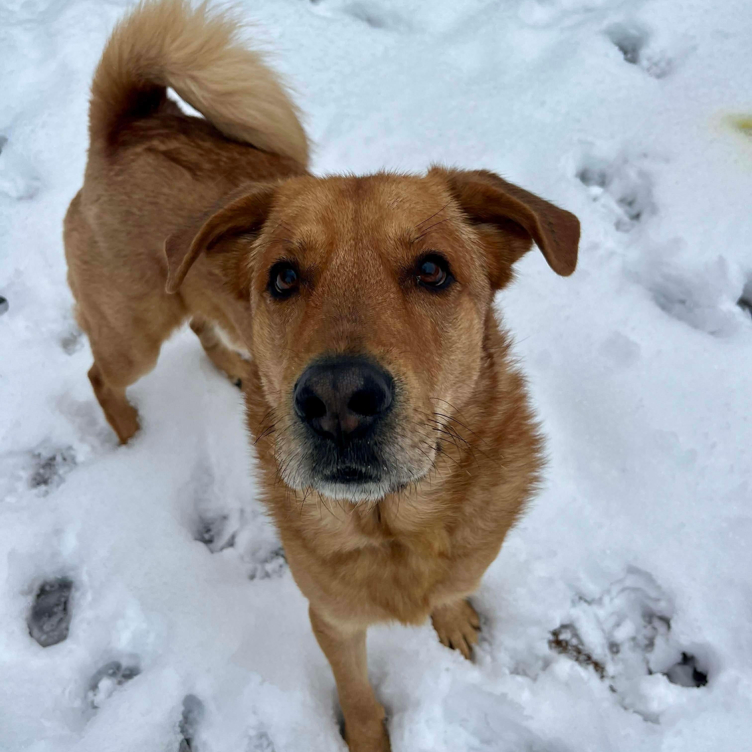 Charlie, Adoptable, Young Male Retriever.