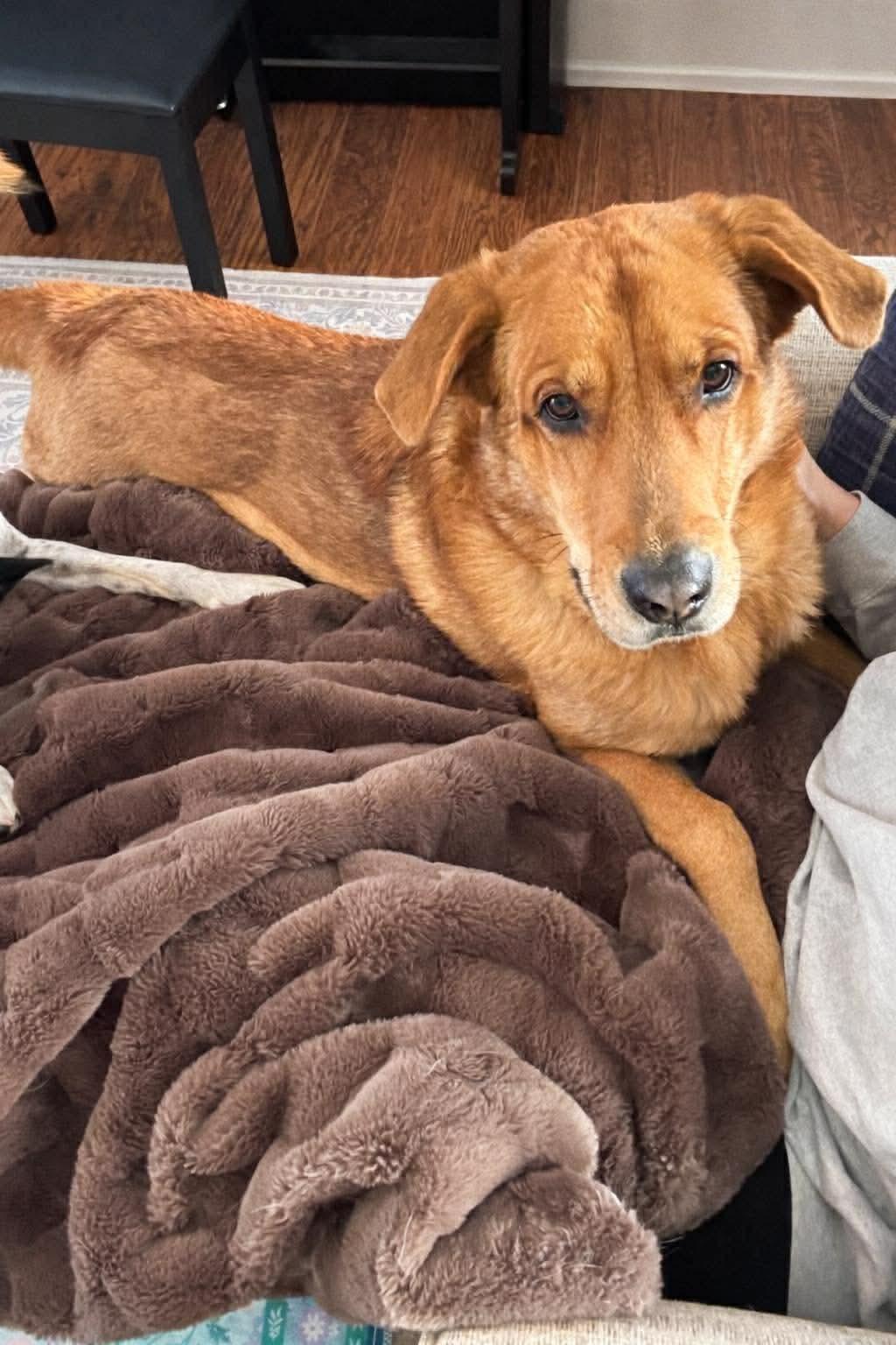 Enlarge Charlie, an adopted mixed breed in Argyle, NY image 2/6