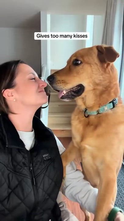 Enlarge Charlie, an adopted mixed breed in Argyle, NY video 4/6