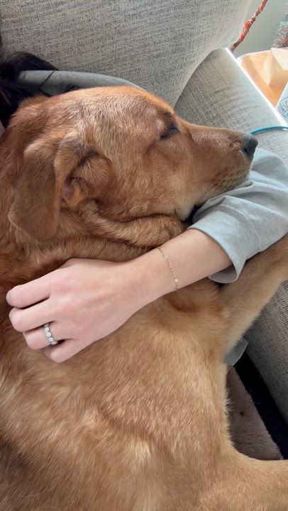 Enlarge Charlie, a Adoptable mixed breed in Argyle, NY video 6/6