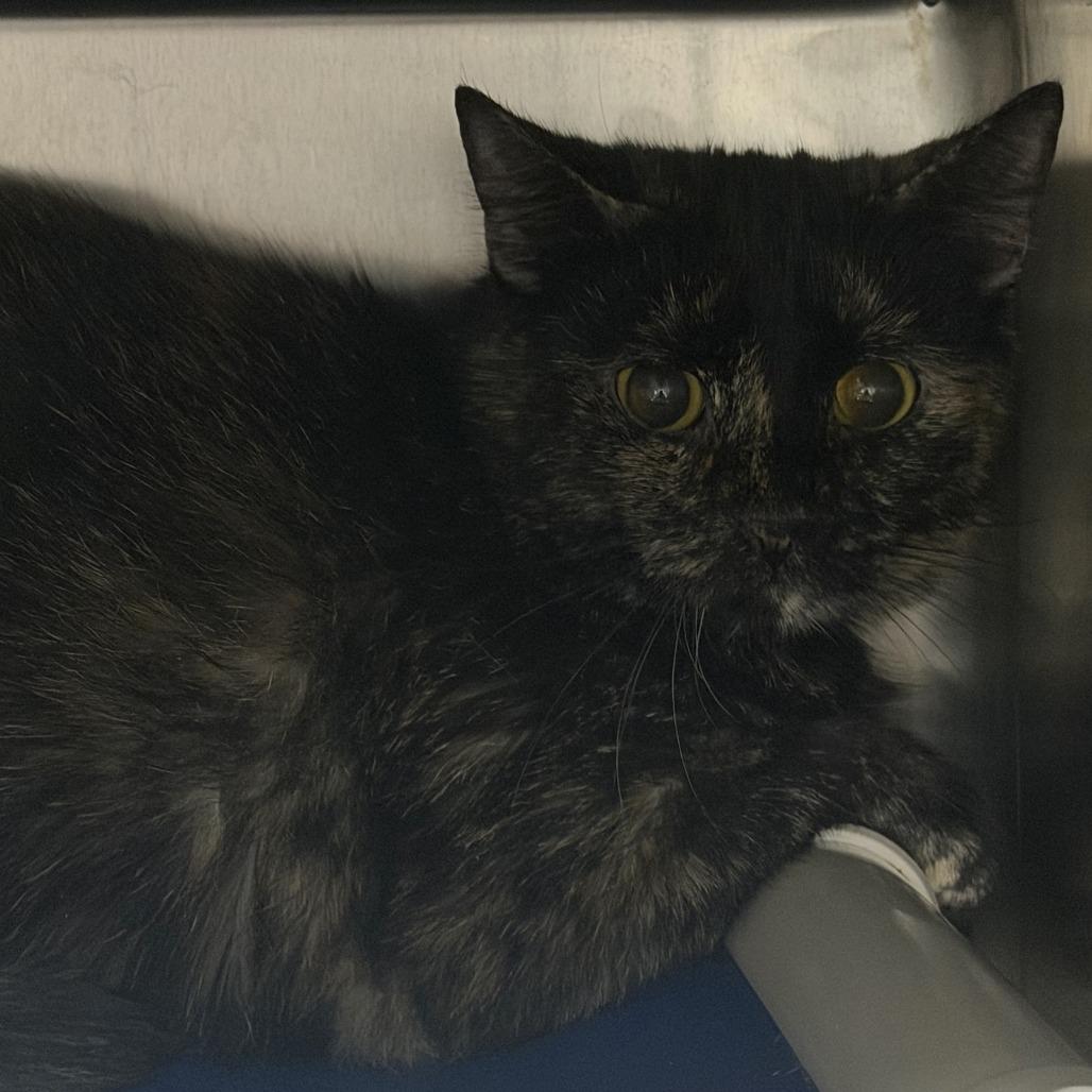 Velvet, Adoptable, Young Female Domestic Short Hair.