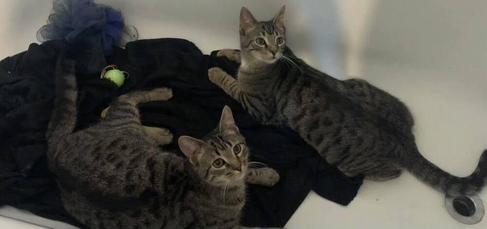 Drake, Adoptable, Young Male Domestic Short Hair.