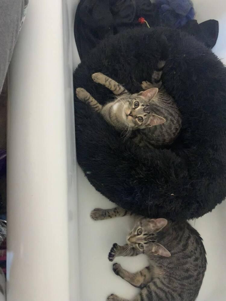 Enlarge Drake, a Adoptable Domestic Short Hair in Emporia, KS image 3/4