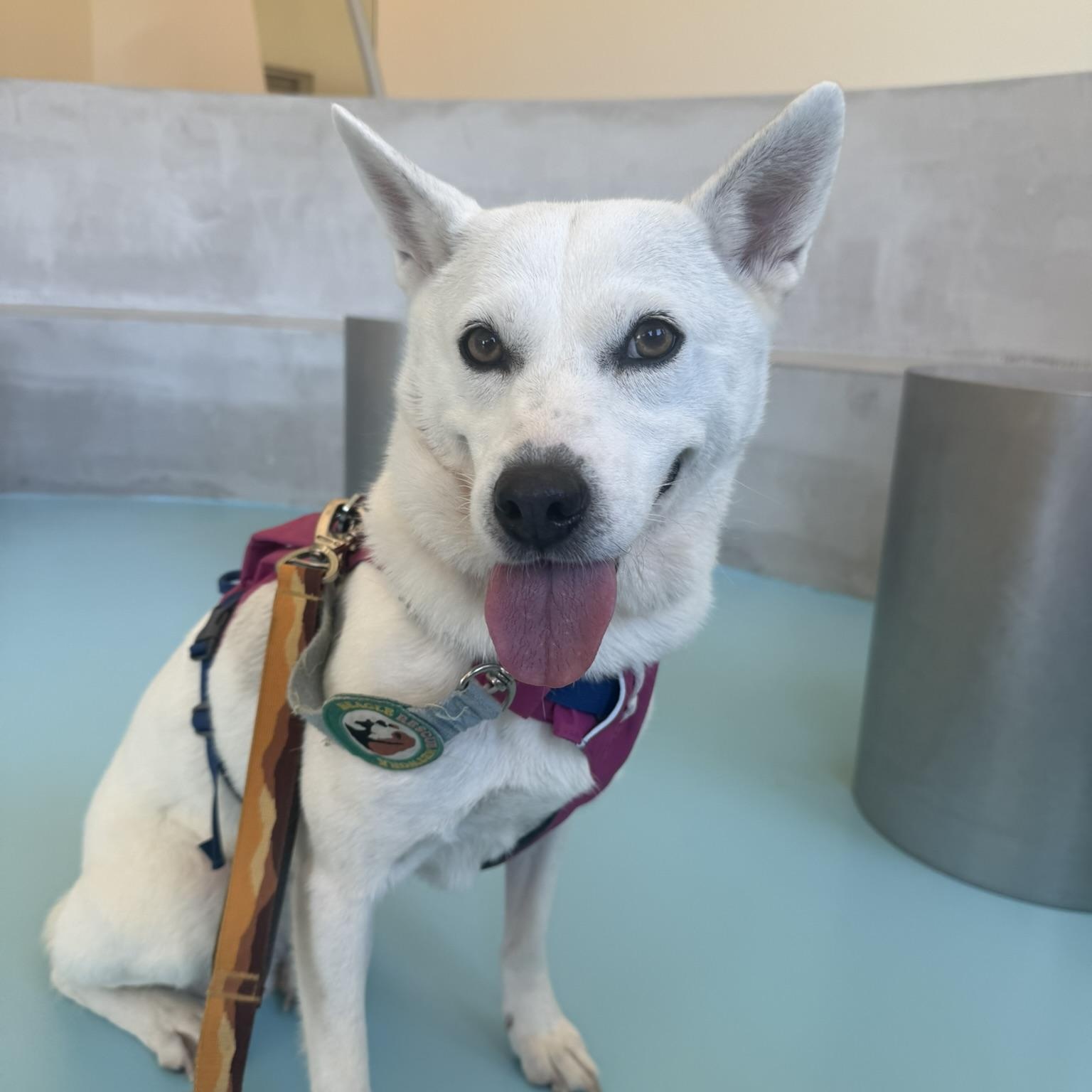 Gaia, Adoptable, Adult Female Shiba Inu & Jindo.