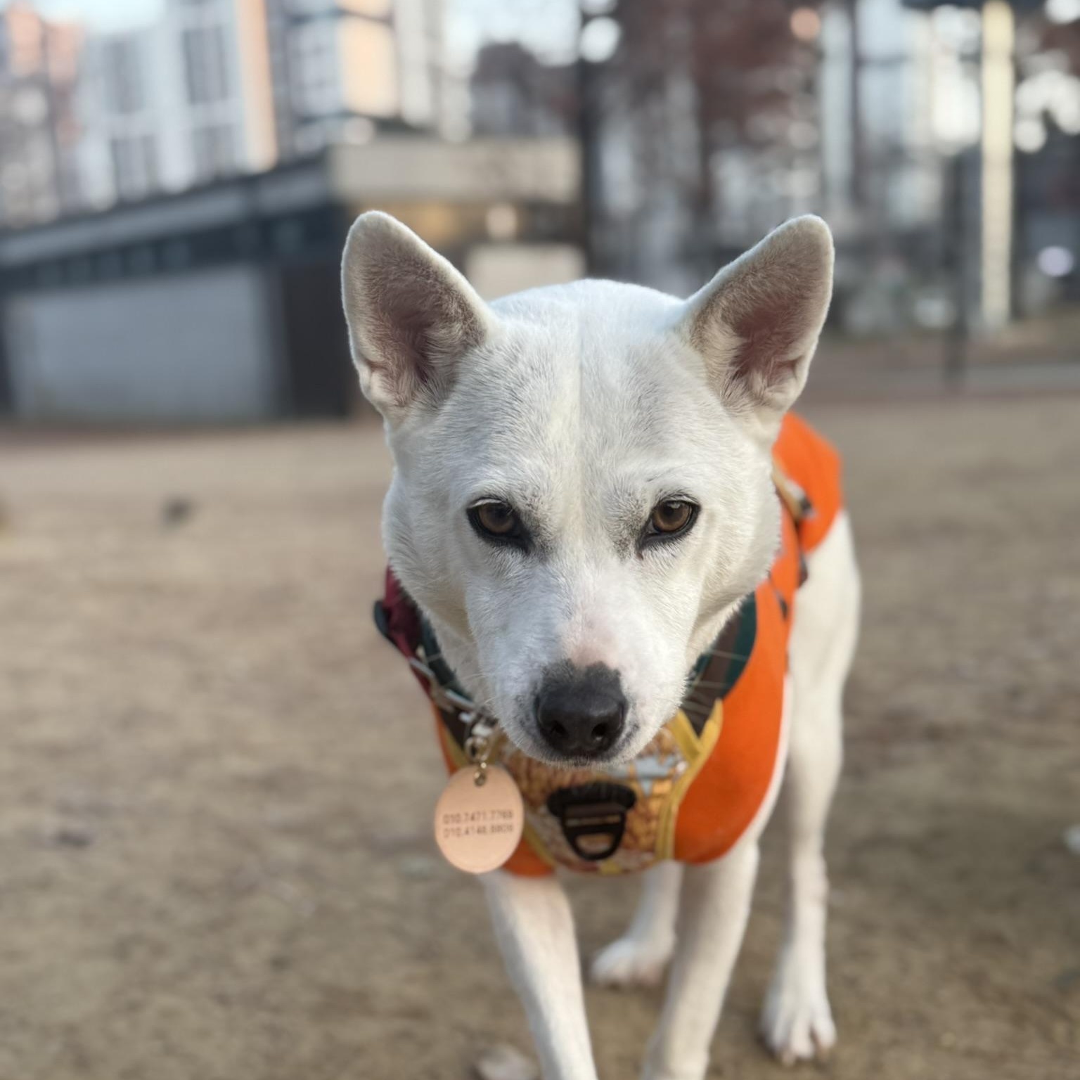 Gaia, a Adoptable mixed breed in Manchester , NH image 3/5