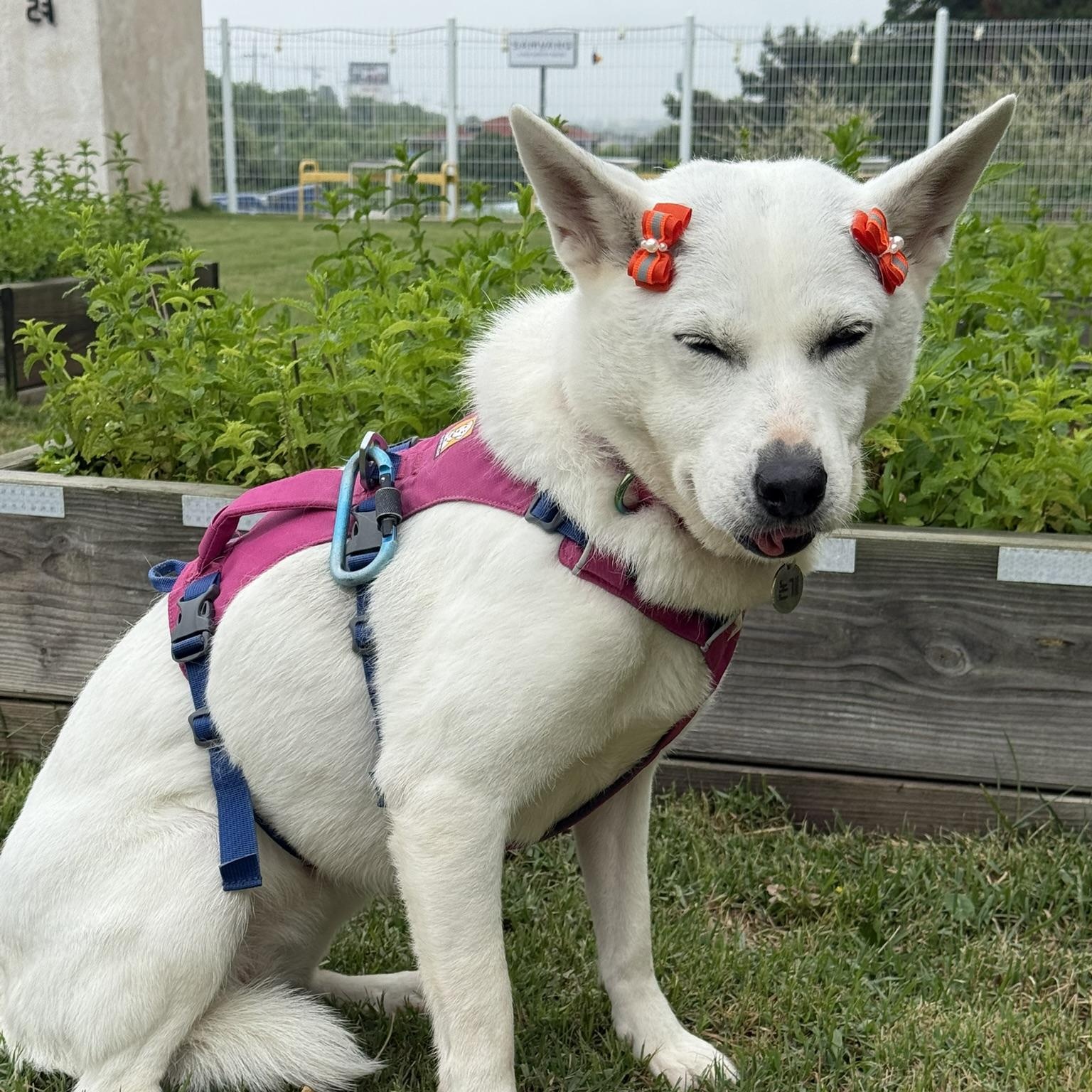 Gaia, a Adoptable mixed breed in Manchester , NH image 4/5