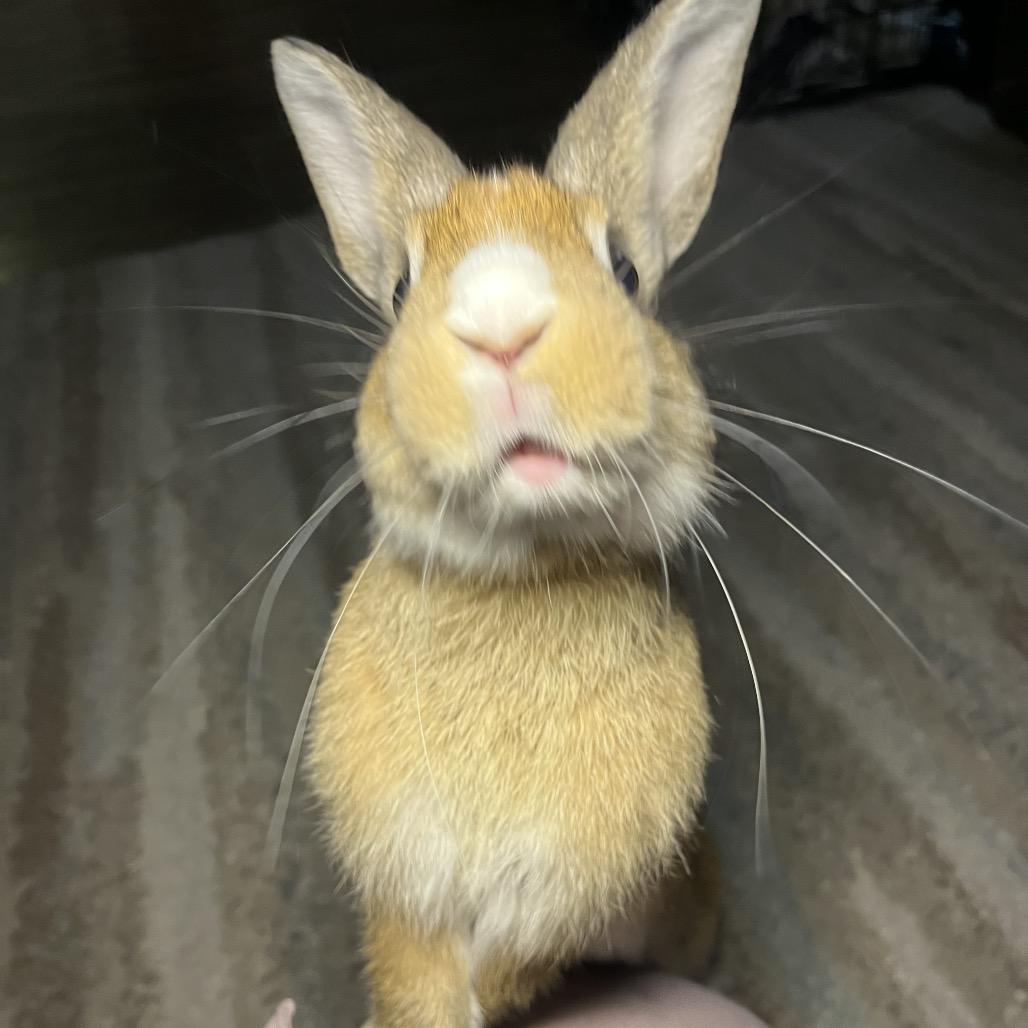 Enlarge Pumpkin spice, a Adoptable mixed breed in North Port, FL image 1/6