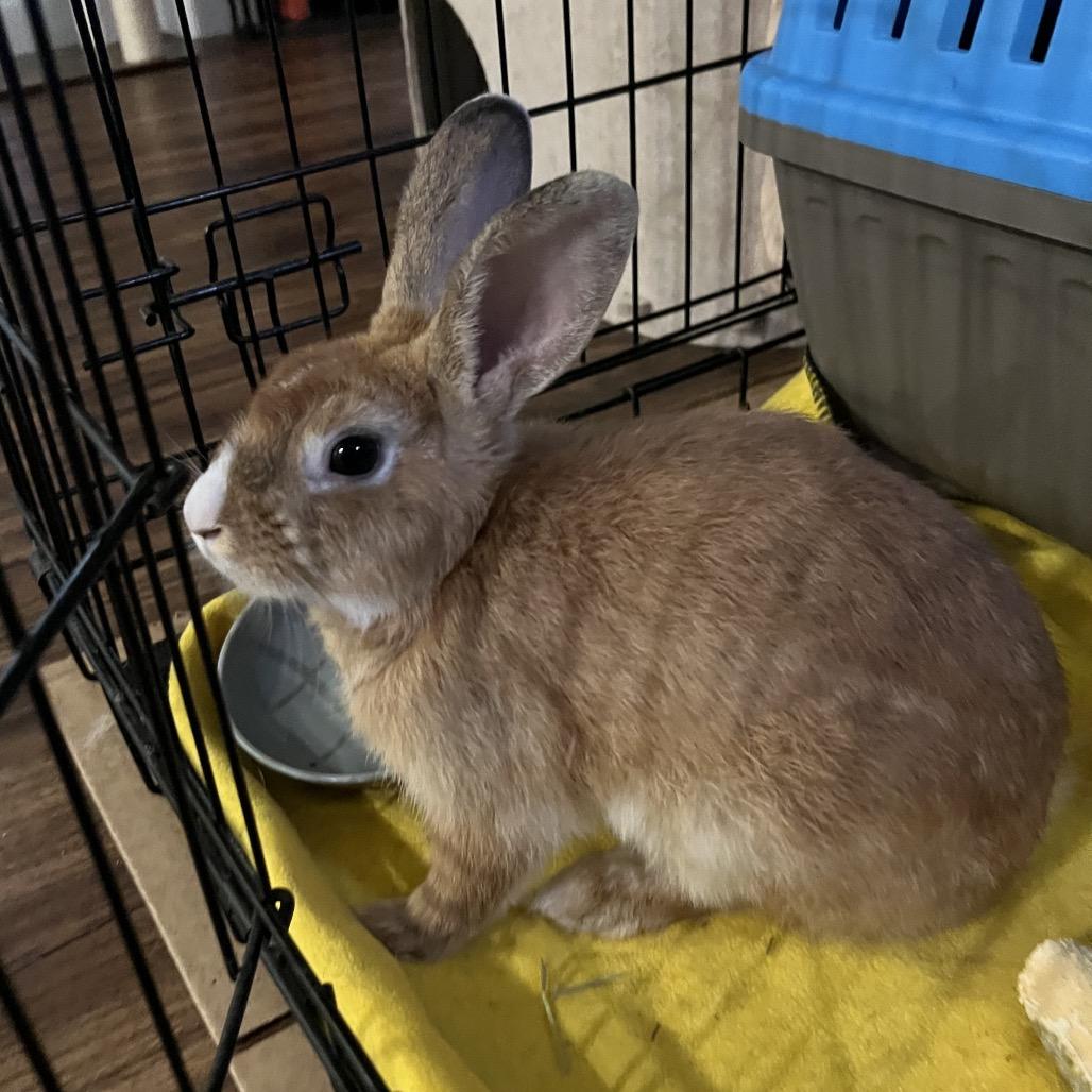 Enlarge Pumpkin spice, a Adoptable mixed breed in North Port, FL image 1/6