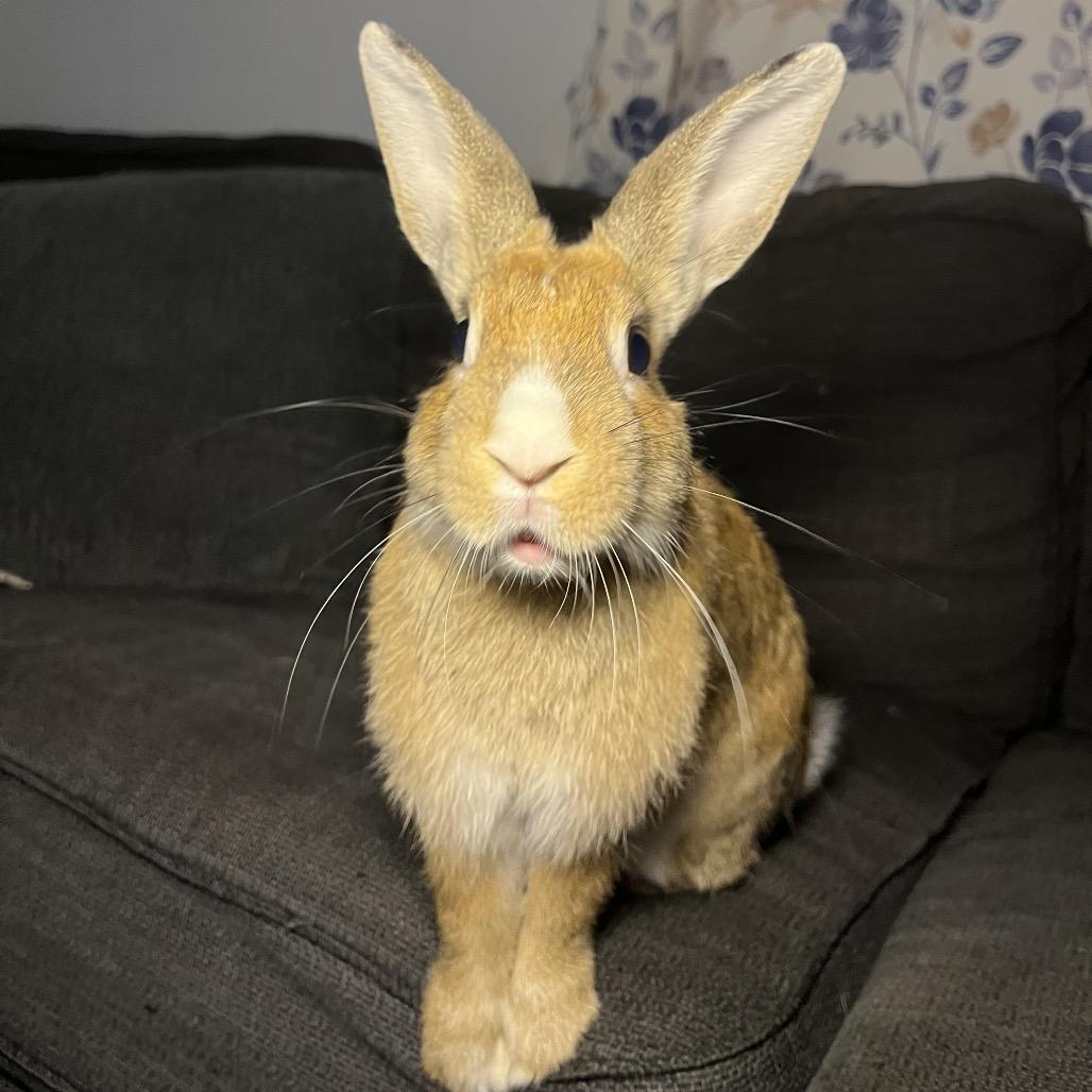 Enlarge Pumpkin spice, a Adoptable mixed breed in North Port, FL image 2/6