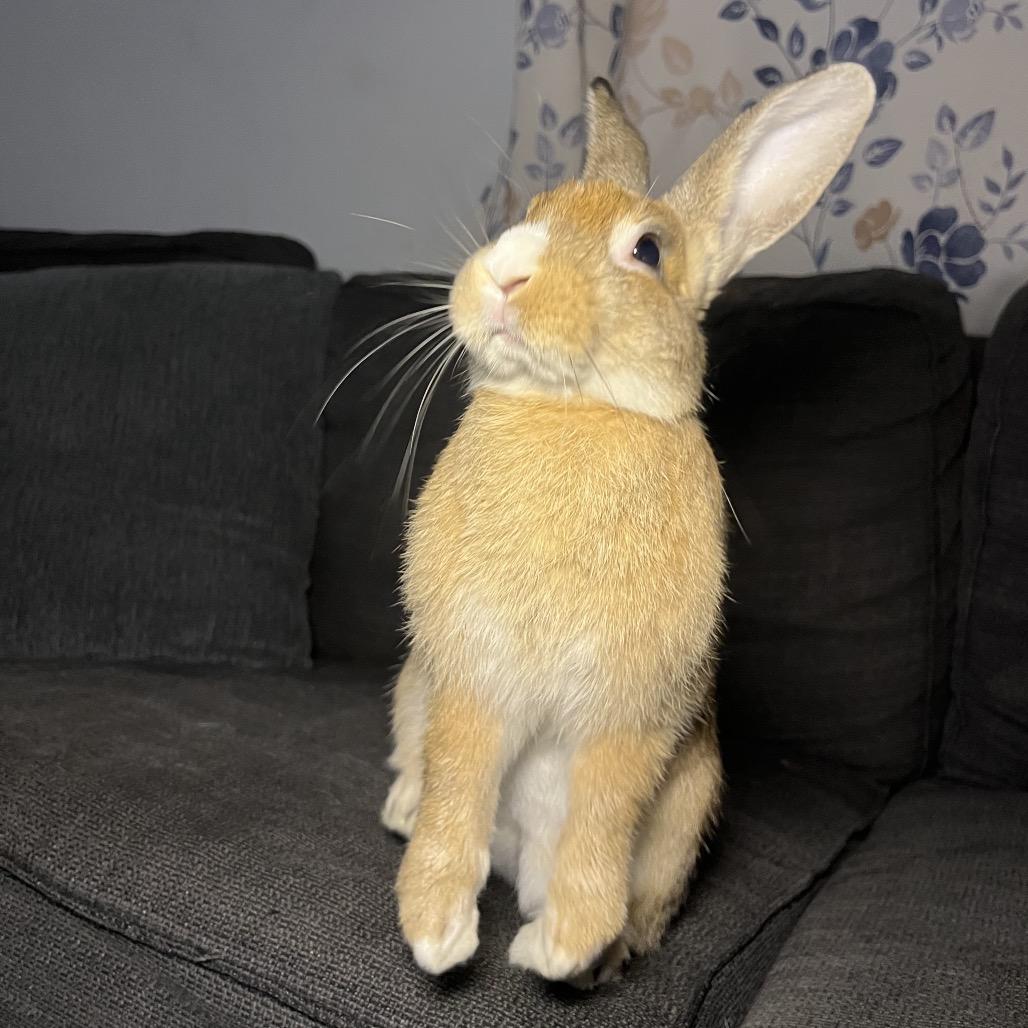 Enlarge Pumpkin spice, a Adoptable mixed breed in North Port, FL image 3/6