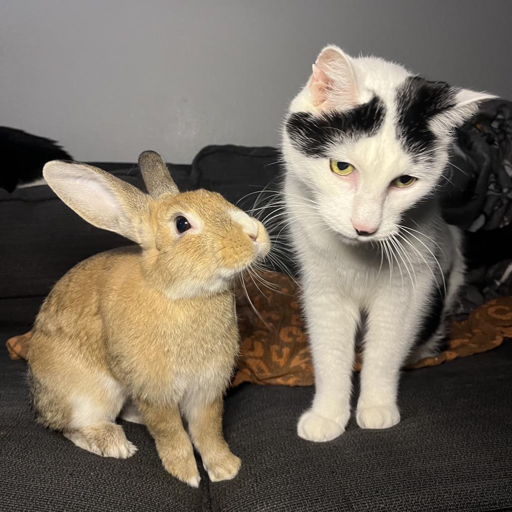 Enlarge Pumpkin spice, a Adoptable mixed breed in North Port, FL image 3/6