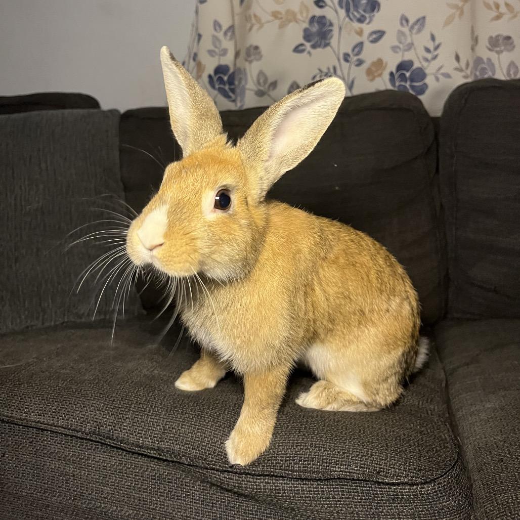 Enlarge Pumpkin spice, a Adoptable mixed breed in North Port, FL image 4/6