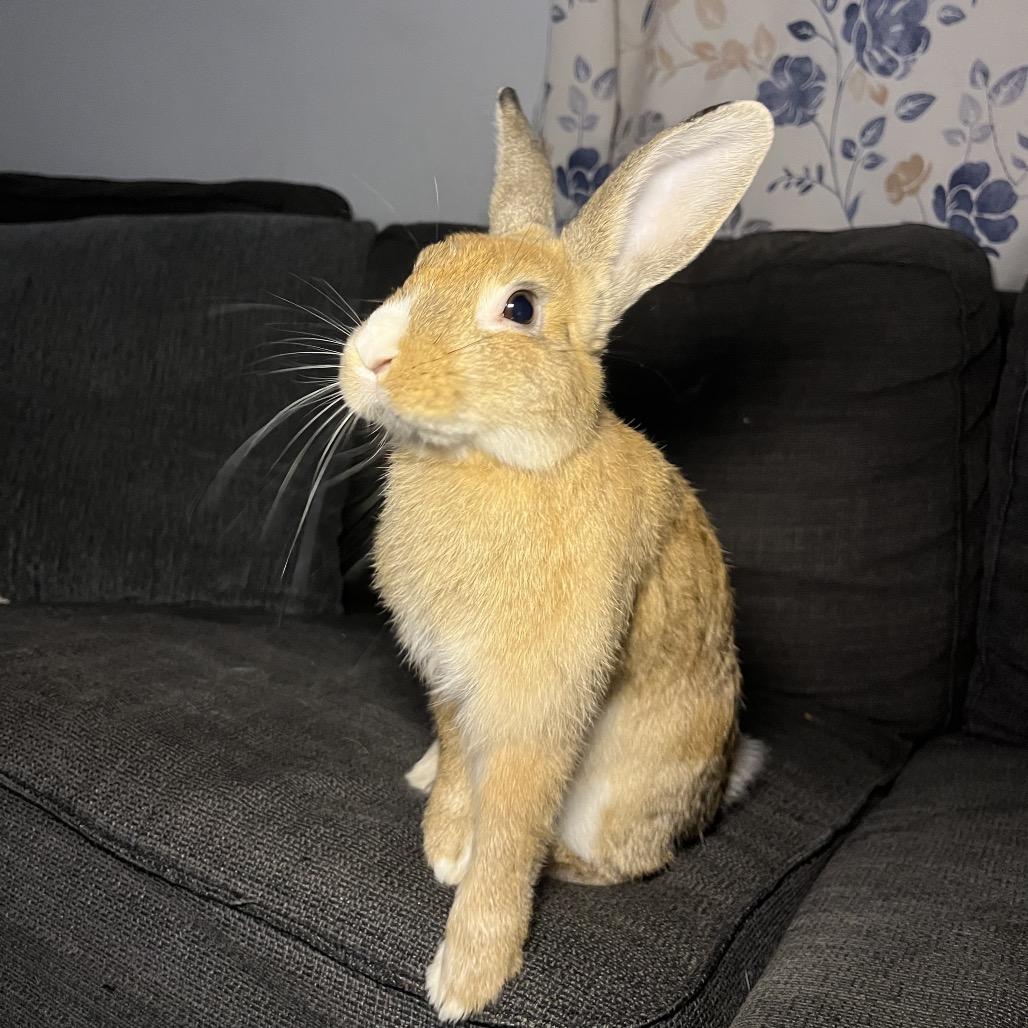 Enlarge Pumpkin spice, a Adoptable mixed breed in North Port, FL image 5/6