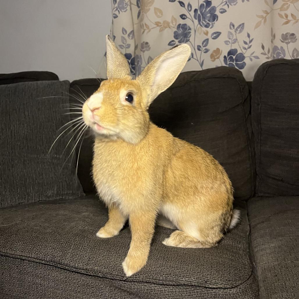 Enlarge Pumpkin spice, a Adoptable mixed breed in North Port, FL image 6/6