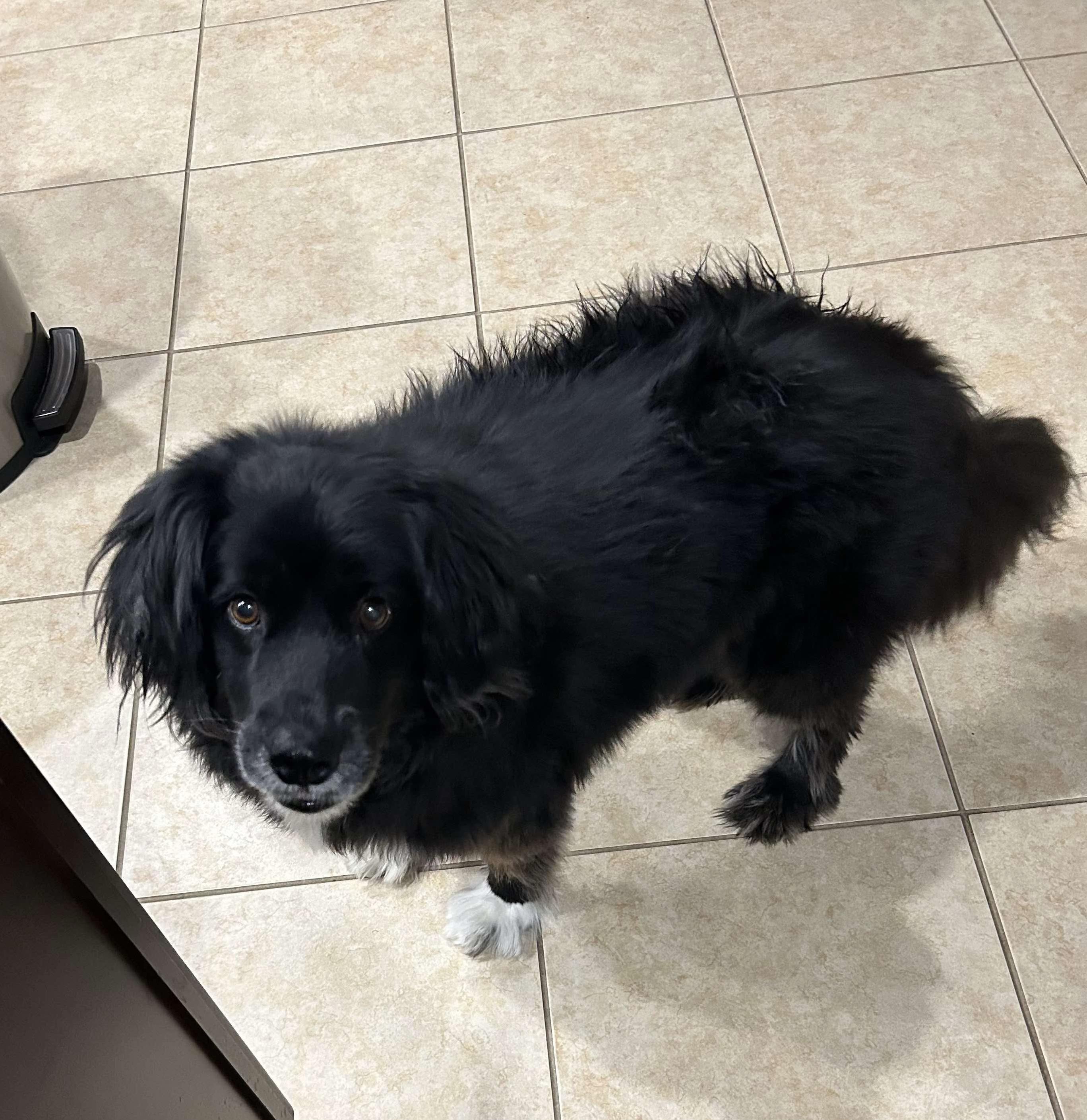 Enlarge Beau, a Adopted mixed breed in Oakland, NJ image 3/5