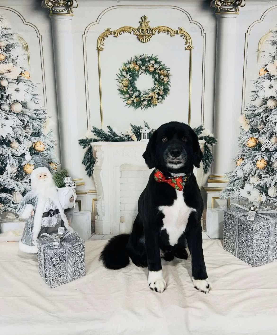 Enlarge Beau, a Adopted mixed breed in Oakland, NJ image 4/5