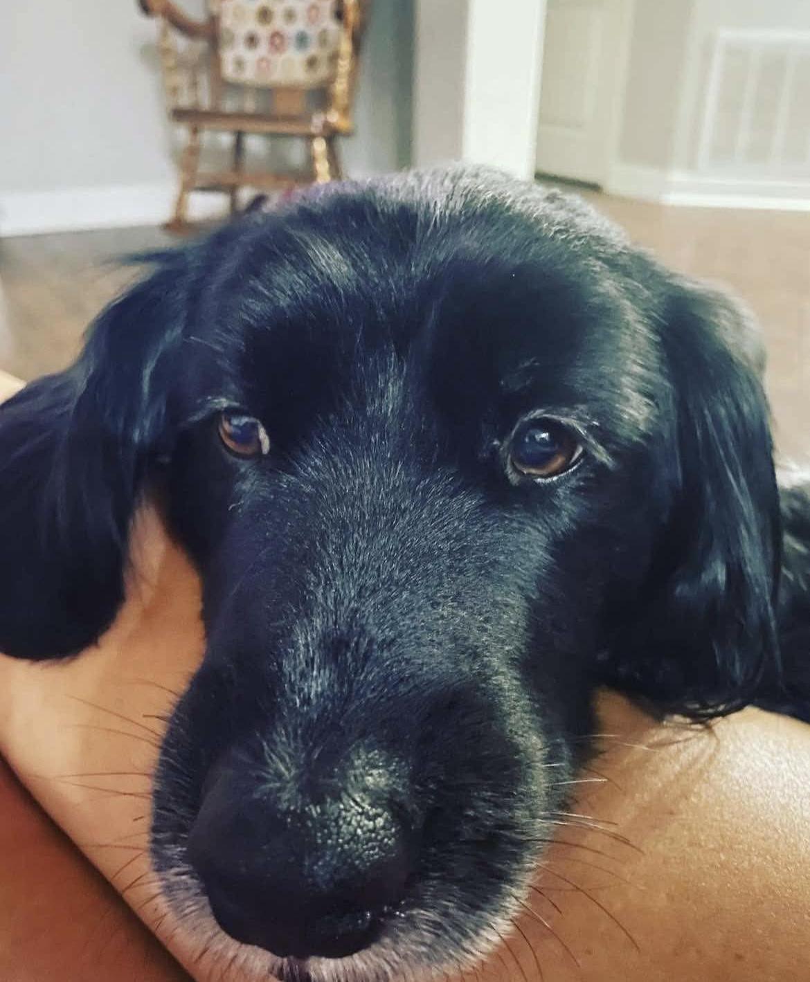 Beau, Adopted, Adult Male Border Collie.