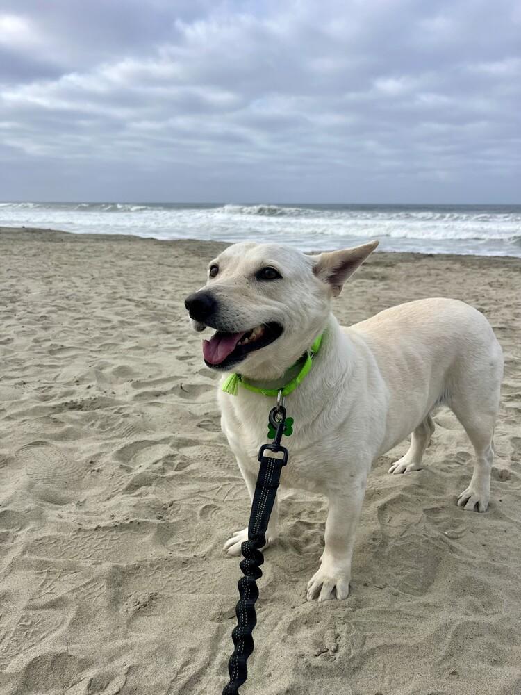 Betty 2, Adoptable, Adult Female Mixed Breed.