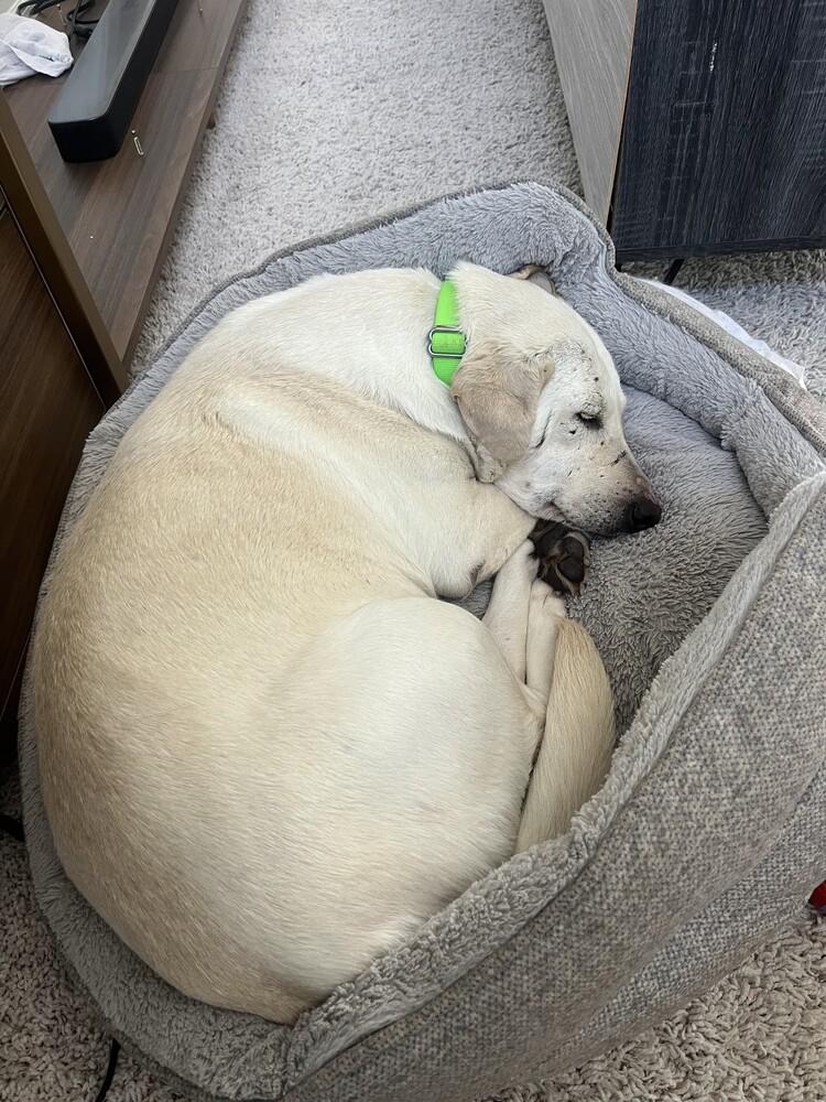 Enlarge Betty 2, a Adoptable mixed breed in San Diego, CA image 2/5