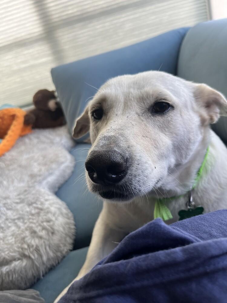 Enlarge Betty 2, a Adoptable mixed breed in San Diego, CA image 3/5