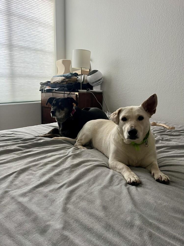 Enlarge Betty 2, a Adoptable mixed breed in San Diego, CA image 4/5